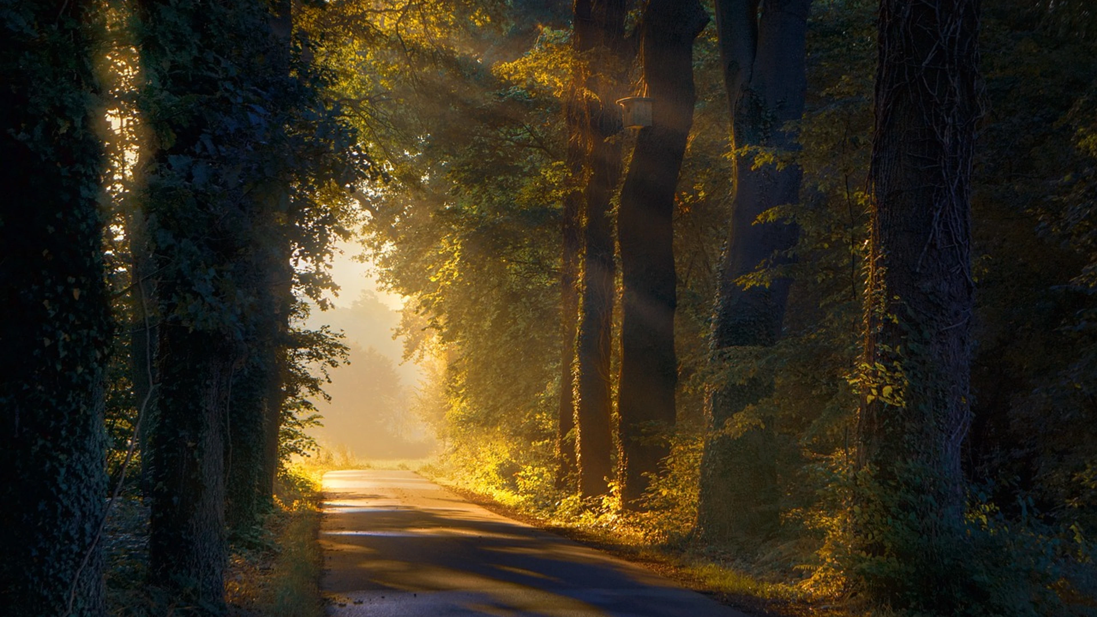 Path trees forest - free 4K Ultra HD nature wallpaper for desktop