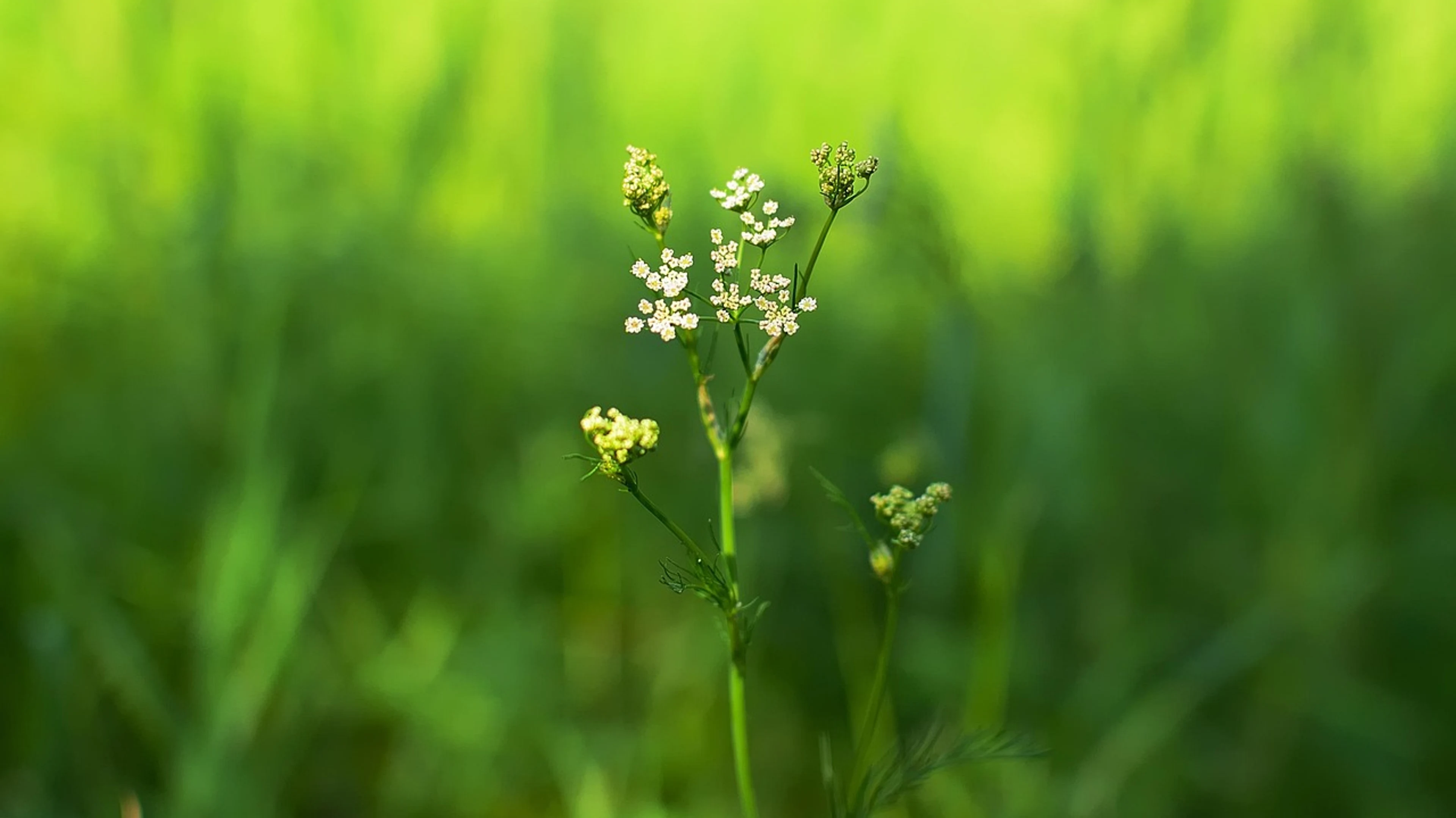 Plant wilderness flowers - free 4K Ultra HD nature wallpaper for desktop