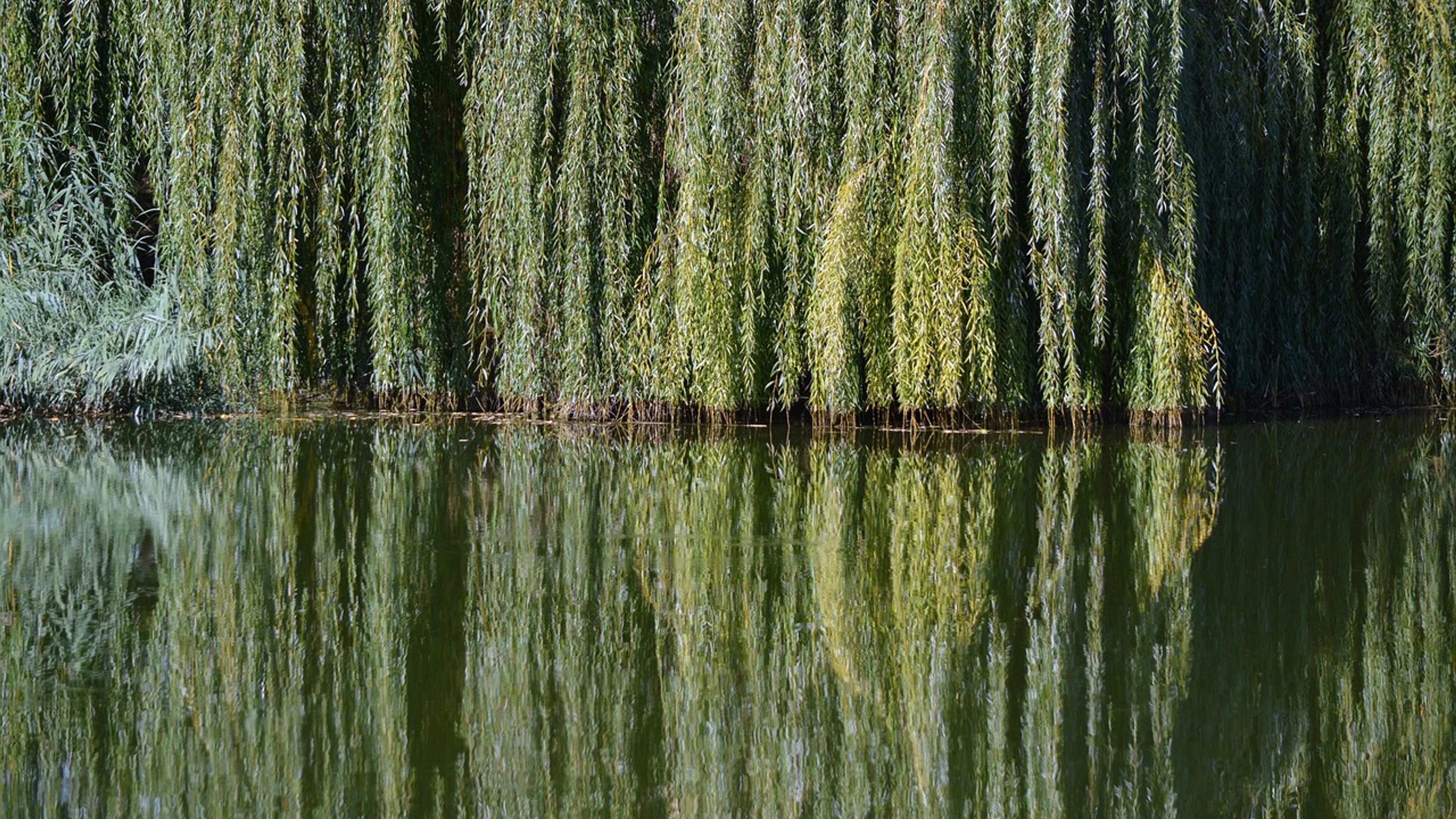 River willow reflection - free 4K Ultra HD nature wallpaper for desktop