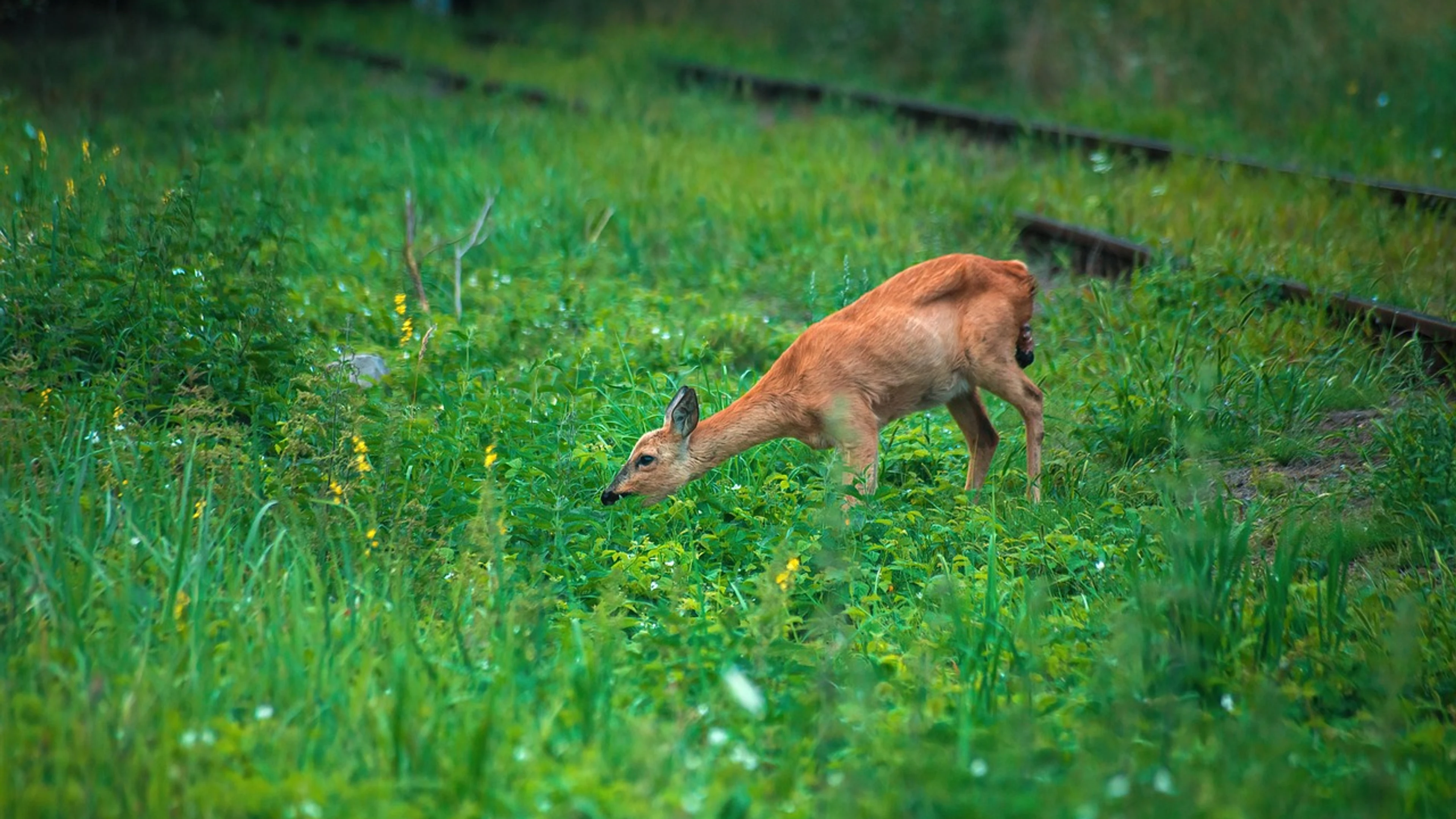 Roe nature mammal - free 4K Ultra HD nature wallpaper for desktop