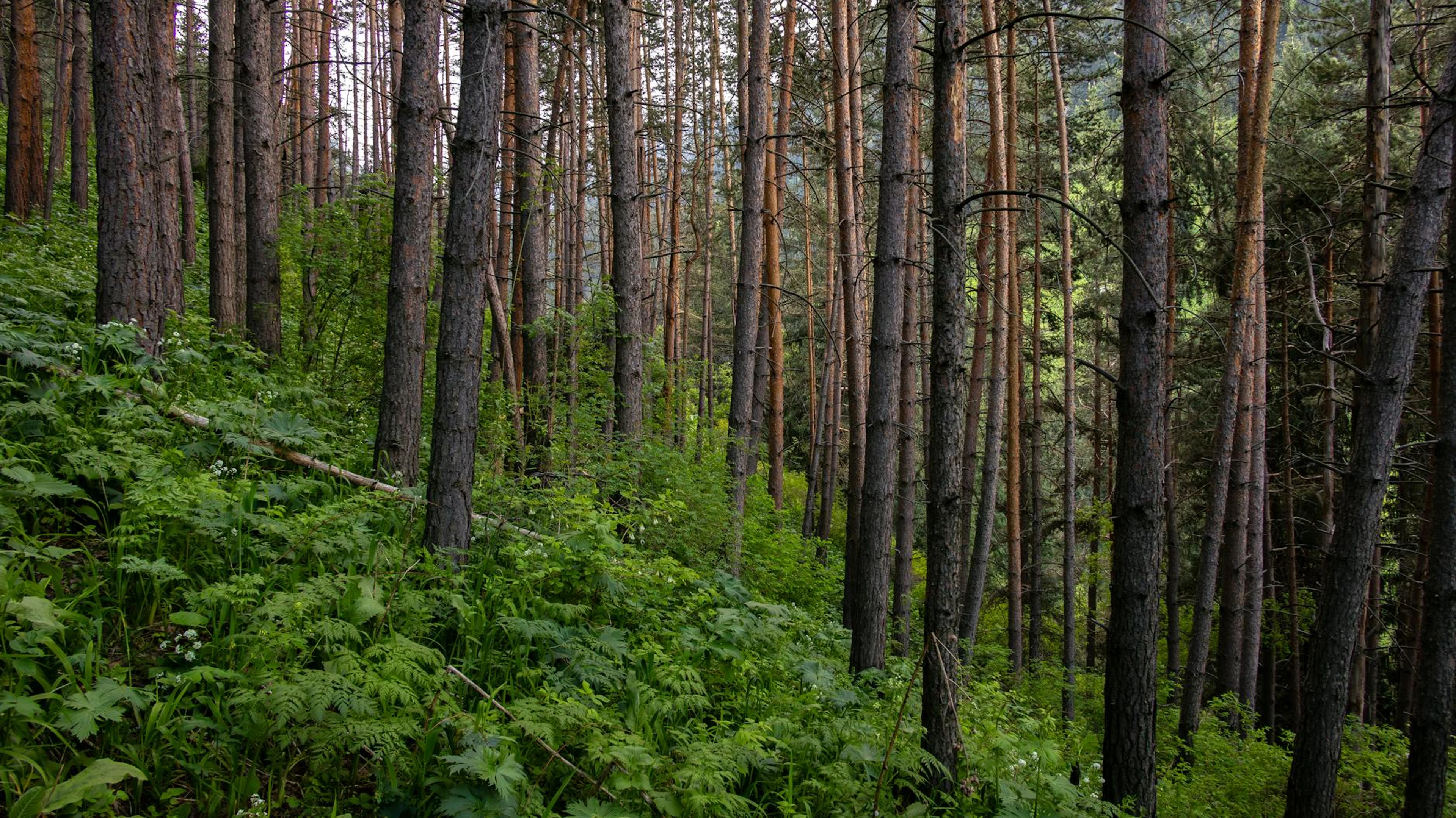 Serene view of a dense pine forest in Almaty, perfect for nature and hiking enth - free 4K Ultra HD nature wallpaper for desktop