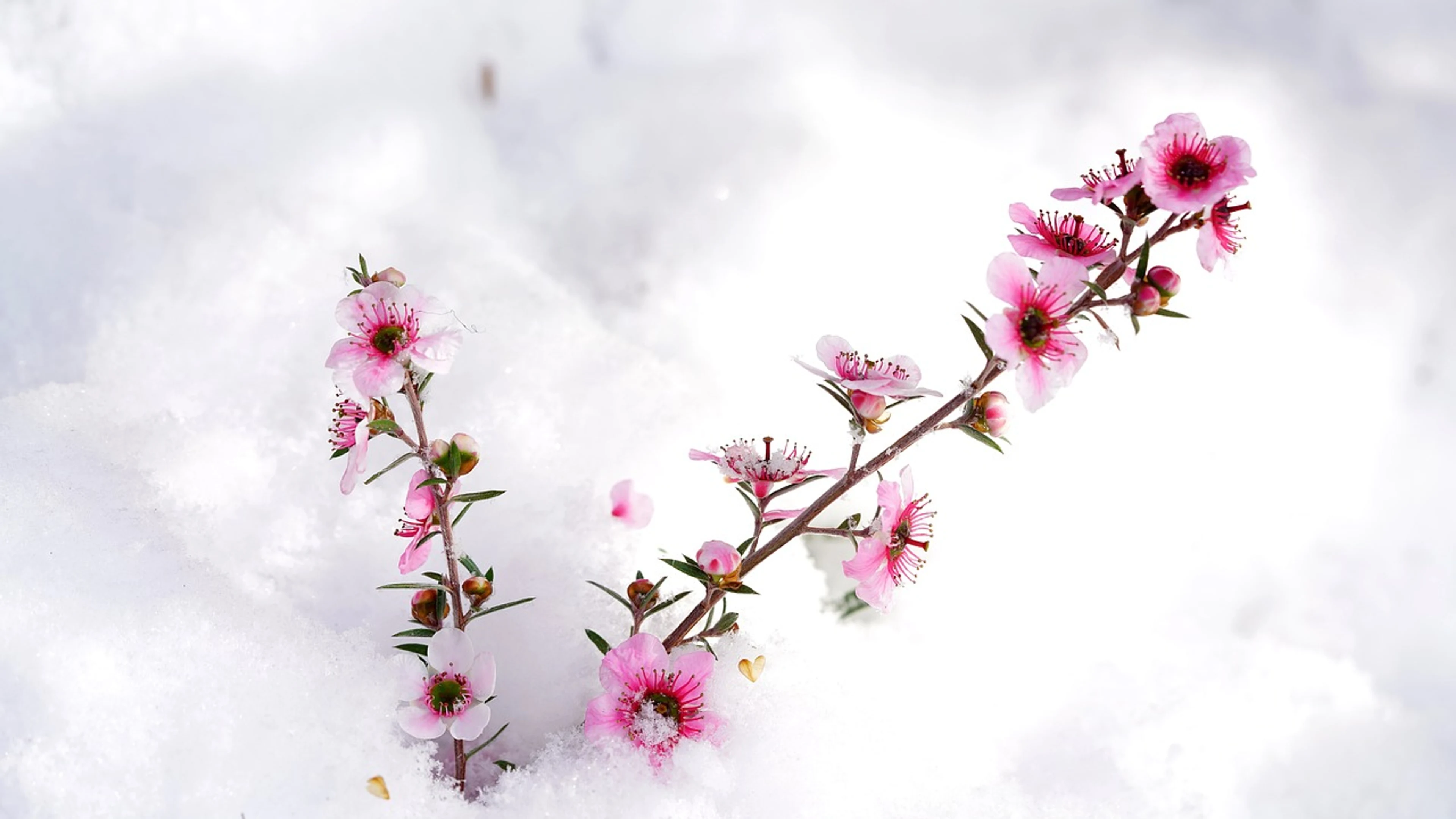 Snow beautiful flowers winter - free 4K Ultra HD nature wallpaper for desktop