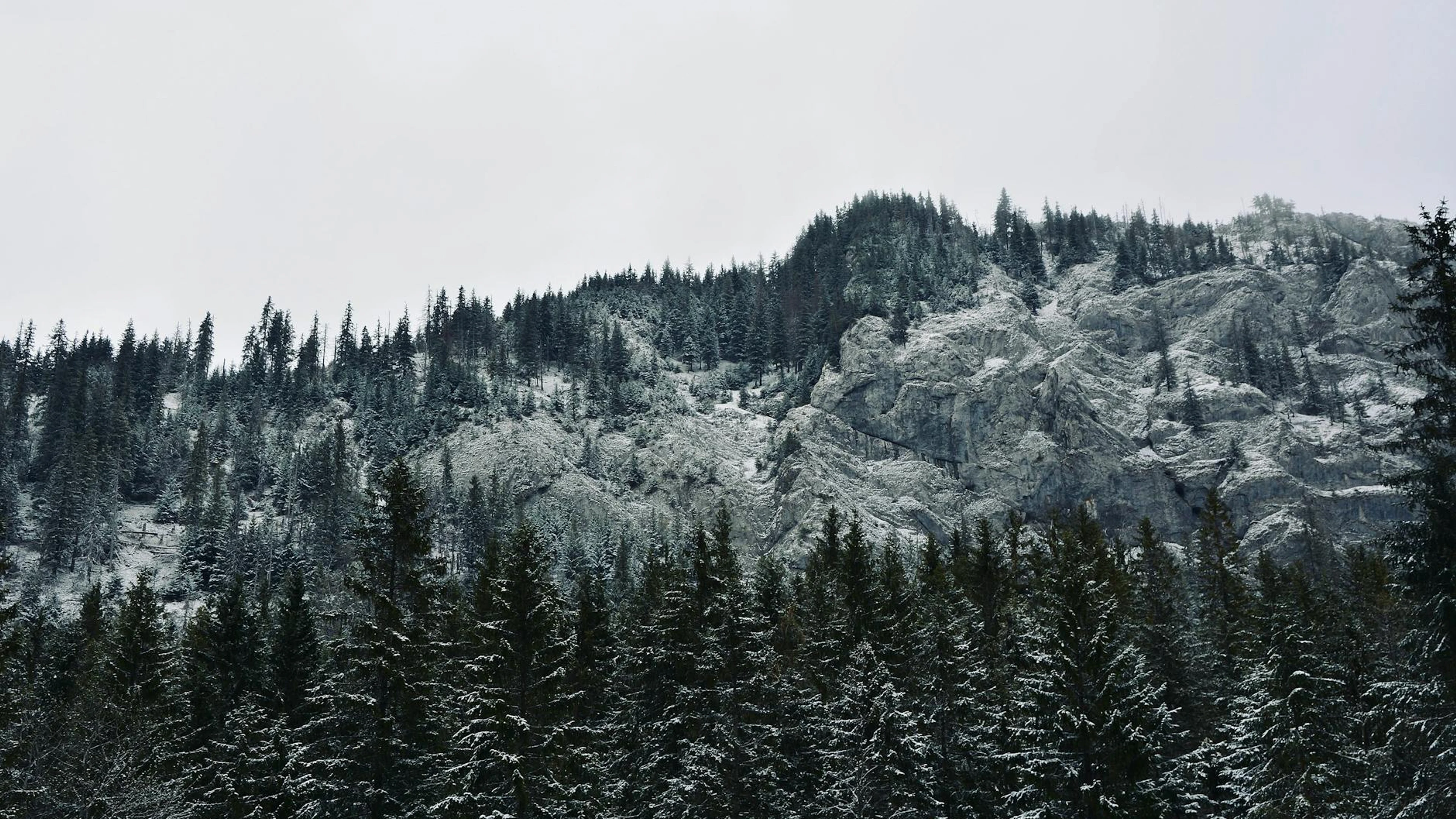 Snow-covered coniferous forest on a mountainous landscape in Vysoké Tatry, Slova - free 4K Ultra HD nature wallpaper for desktop