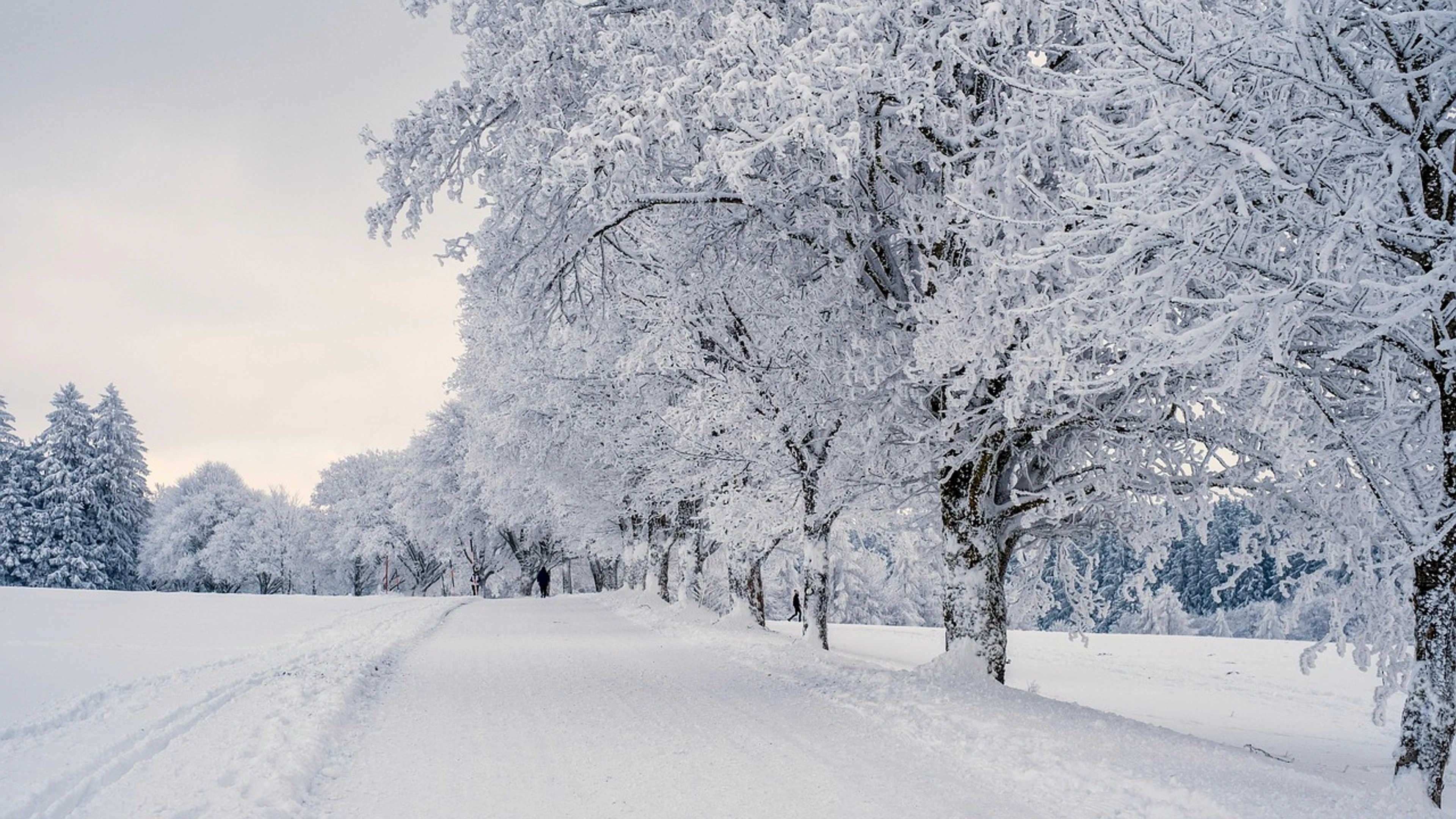 Snow landscape trees - free 4K Ultra HD nature wallpaper for desktop