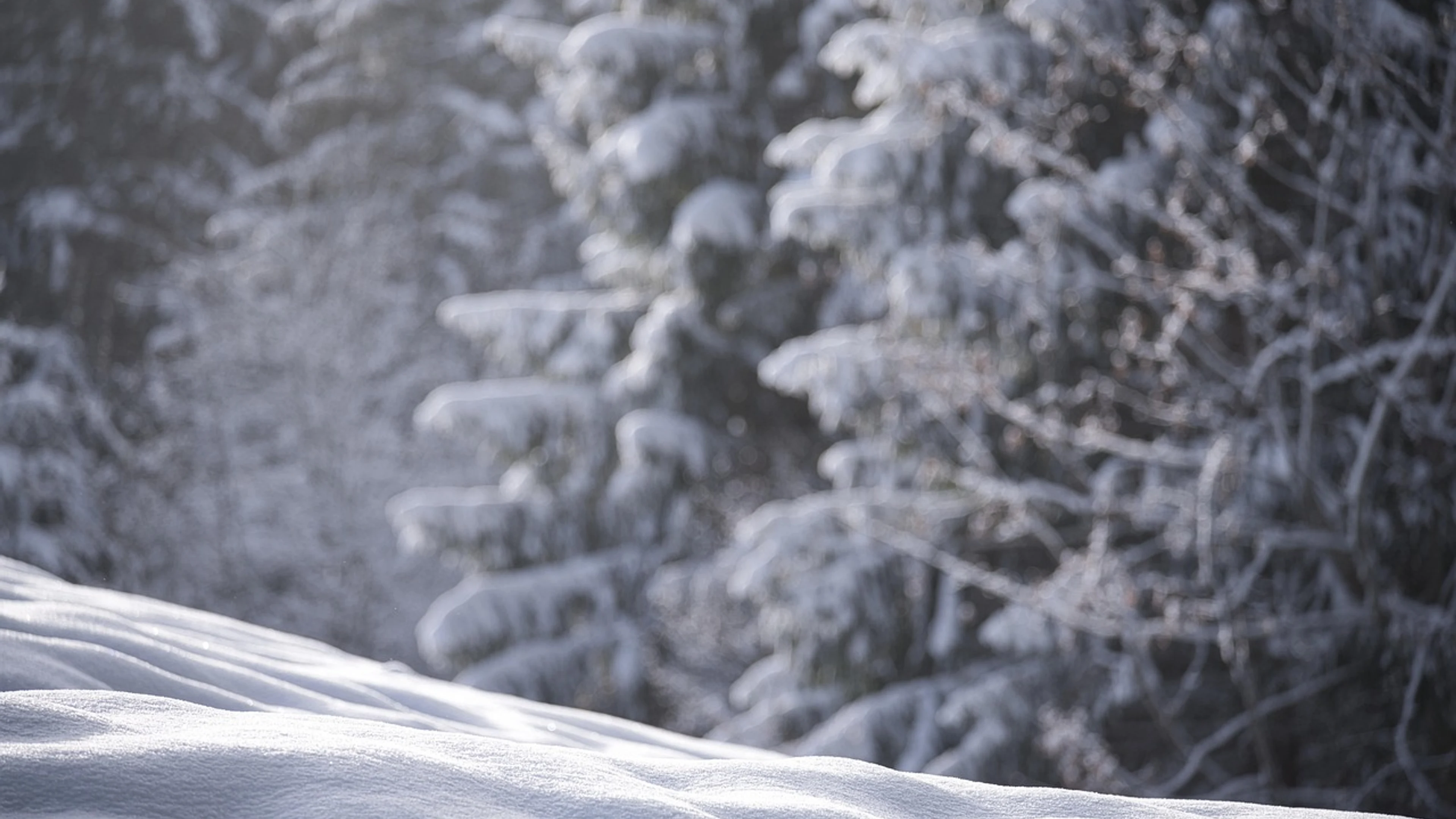 Snow nature winter - free 4K Ultra HD nature wallpaper for desktop