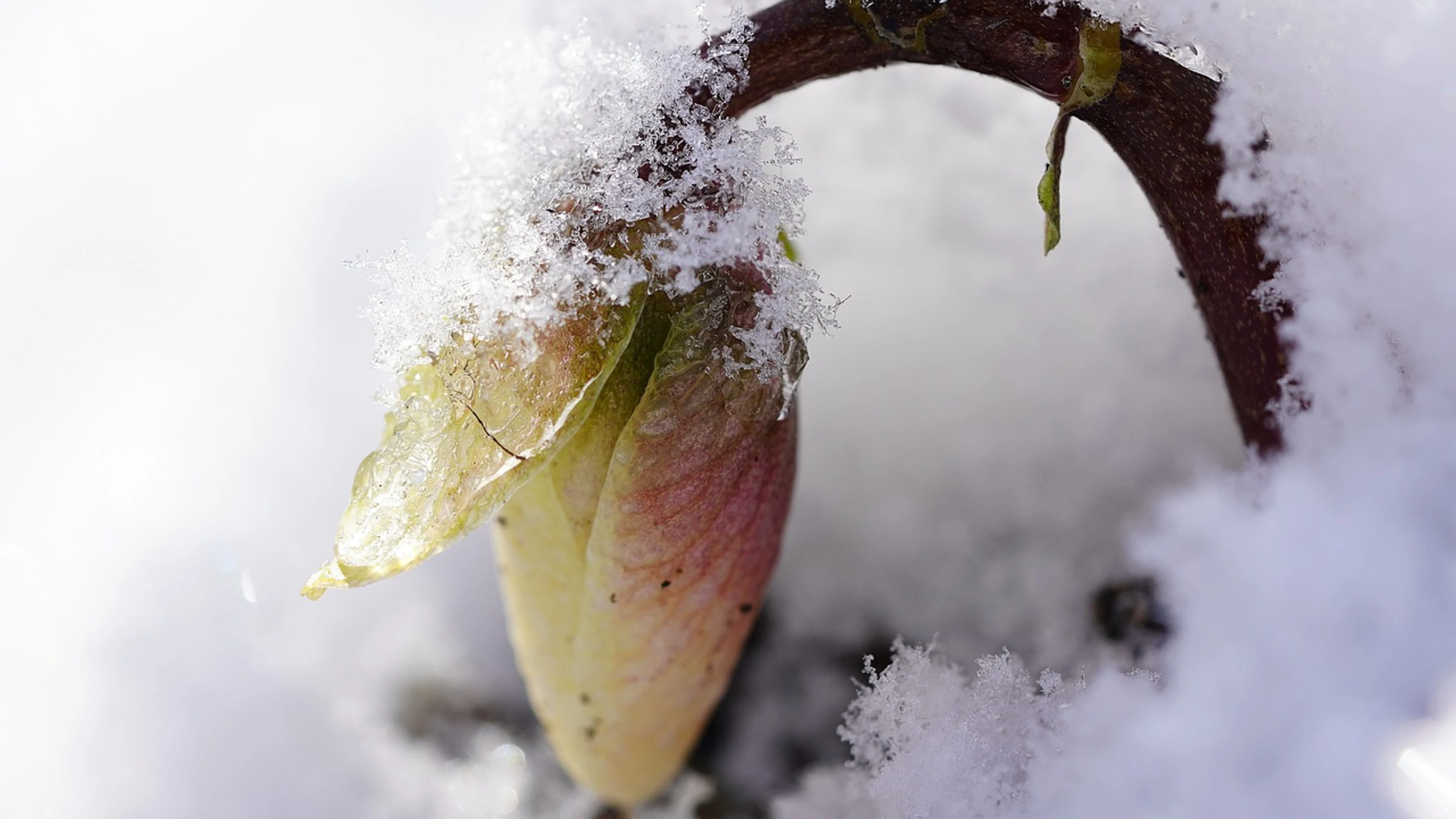 Snow winter flower - free 4K Ultra HD nature wallpaper for desktop