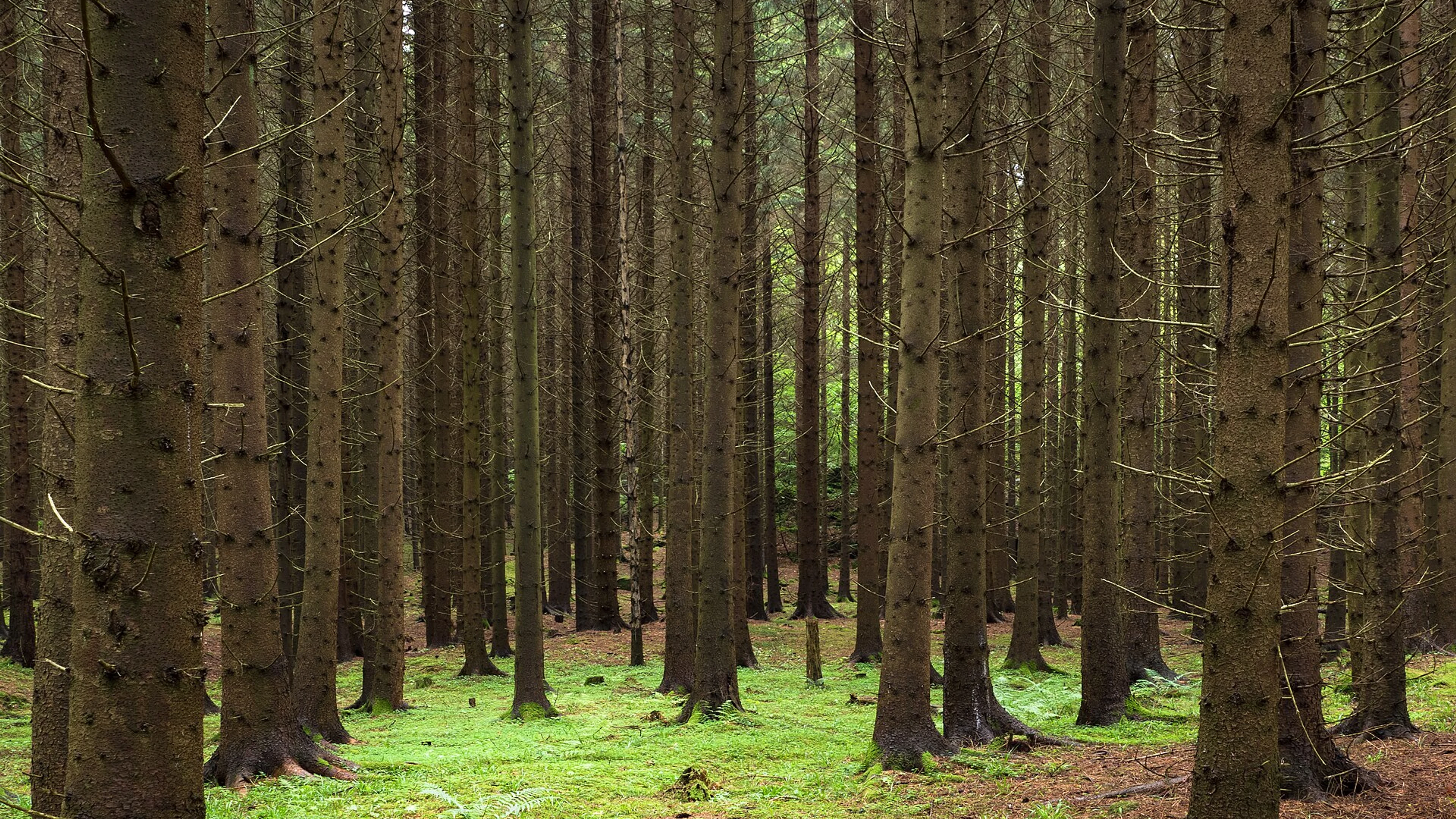 Spruce forest at Holma - free 4K Ultra HD nature wallpaper for desktop