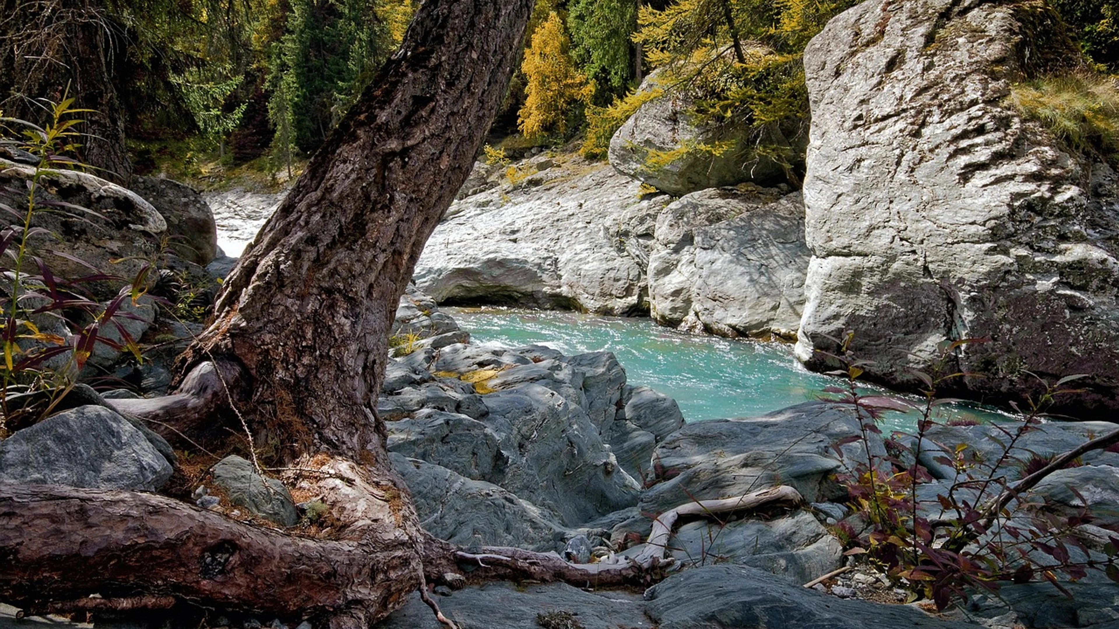 Stream forest nature - free 4K Ultra HD nature wallpaper for desktop