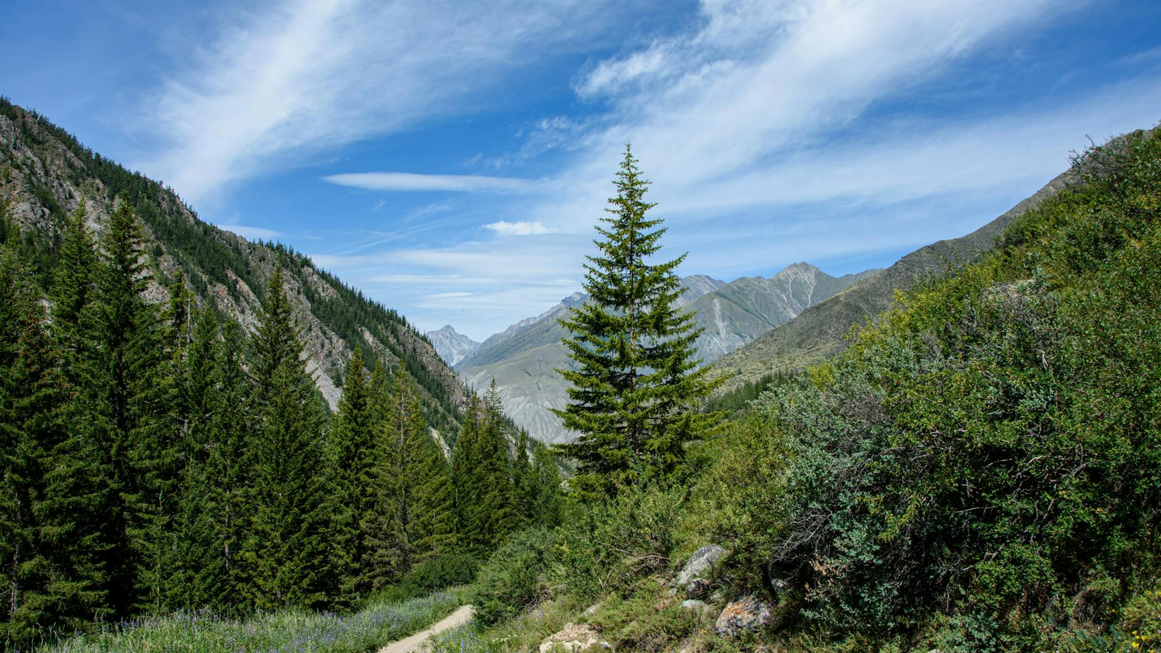 Stunning mountain landscape with lush evergreen forest and clear blue sky, ideal - free 4K Ultra HD nature wallpaper for desktop