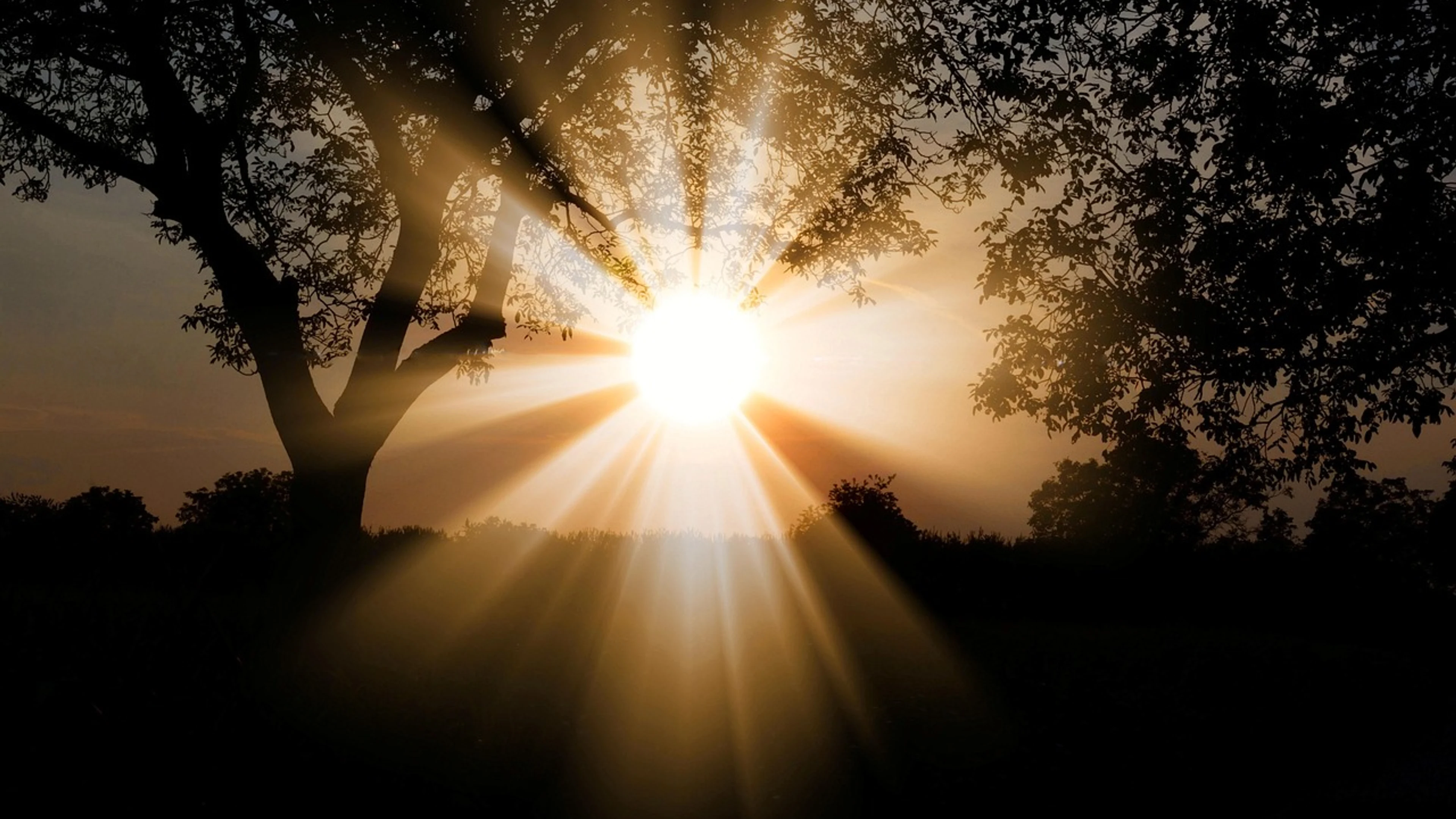 Sunlight nature outdoors - free 4K Ultra HD nature wallpaper for desktop