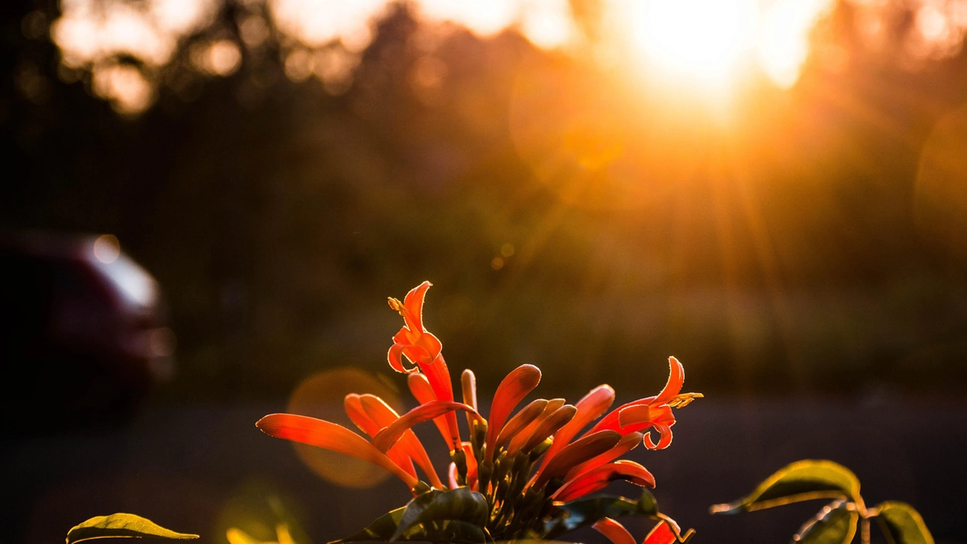 Sunset trees nature - free 4K Ultra HD nature wallpaper for desktop