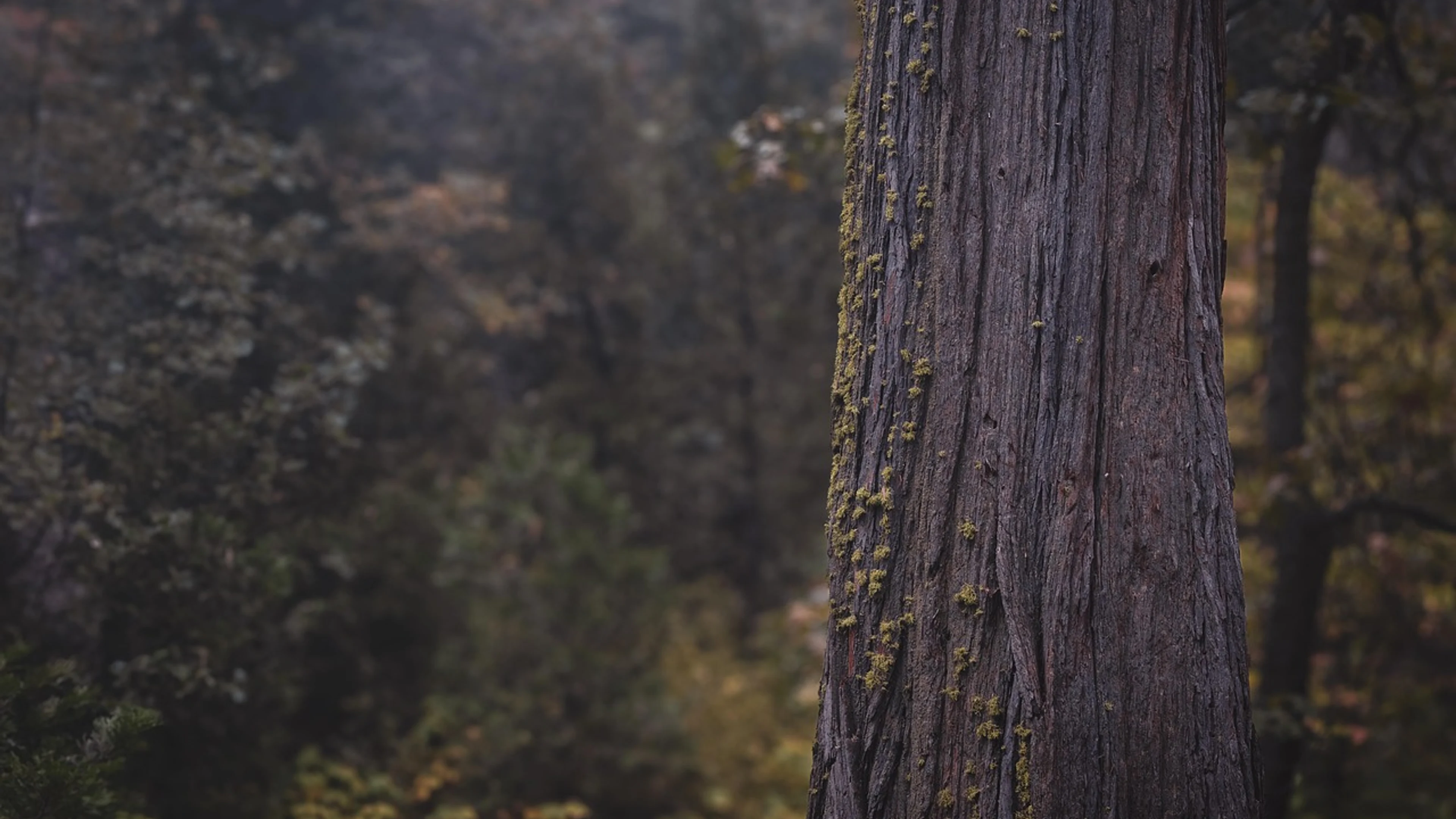 Tree pine moss - free 4K Ultra HD nature wallpaper for desktop