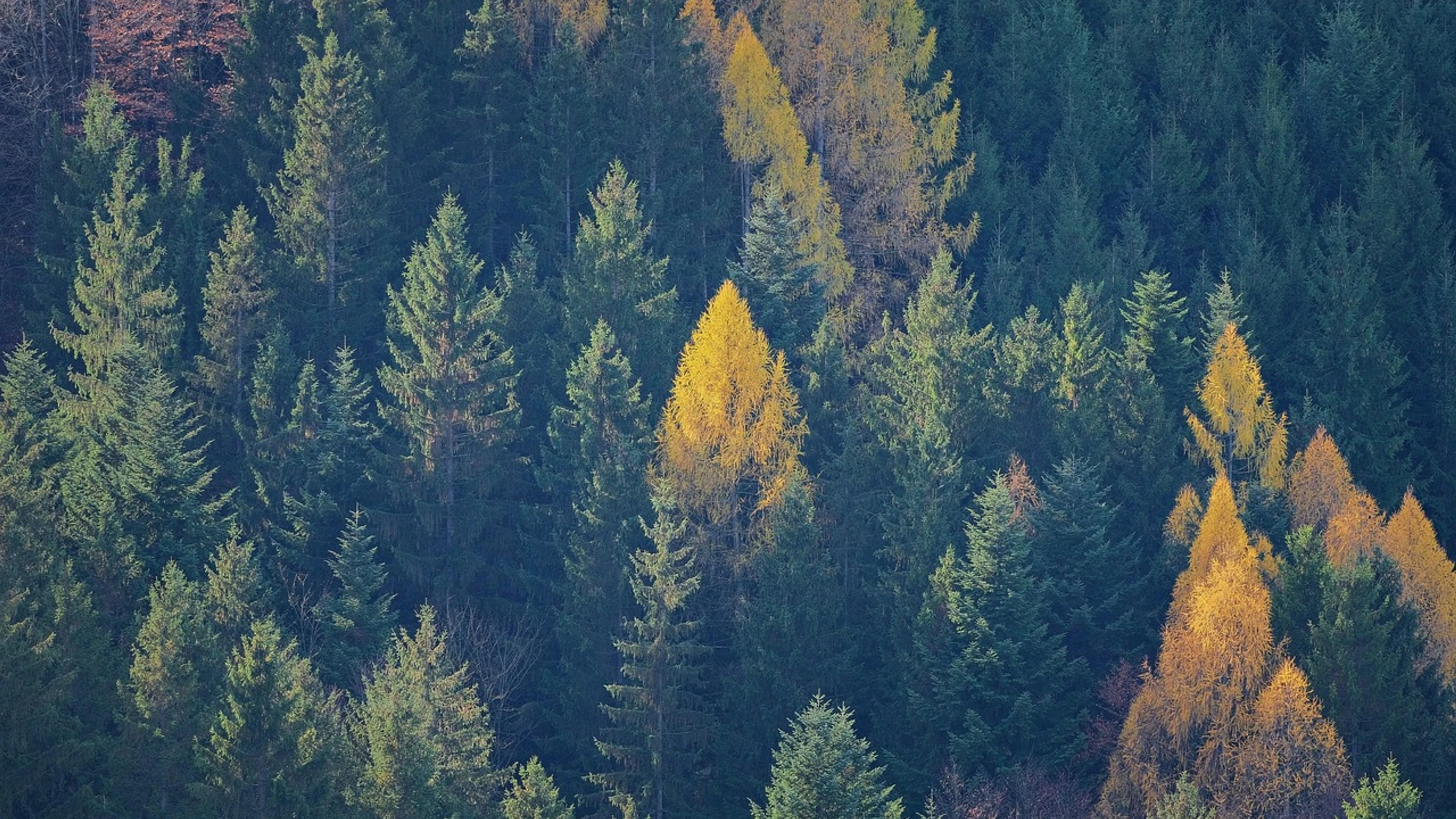 Trees forest fall - free 4K Ultra HD nature wallpaper for desktop