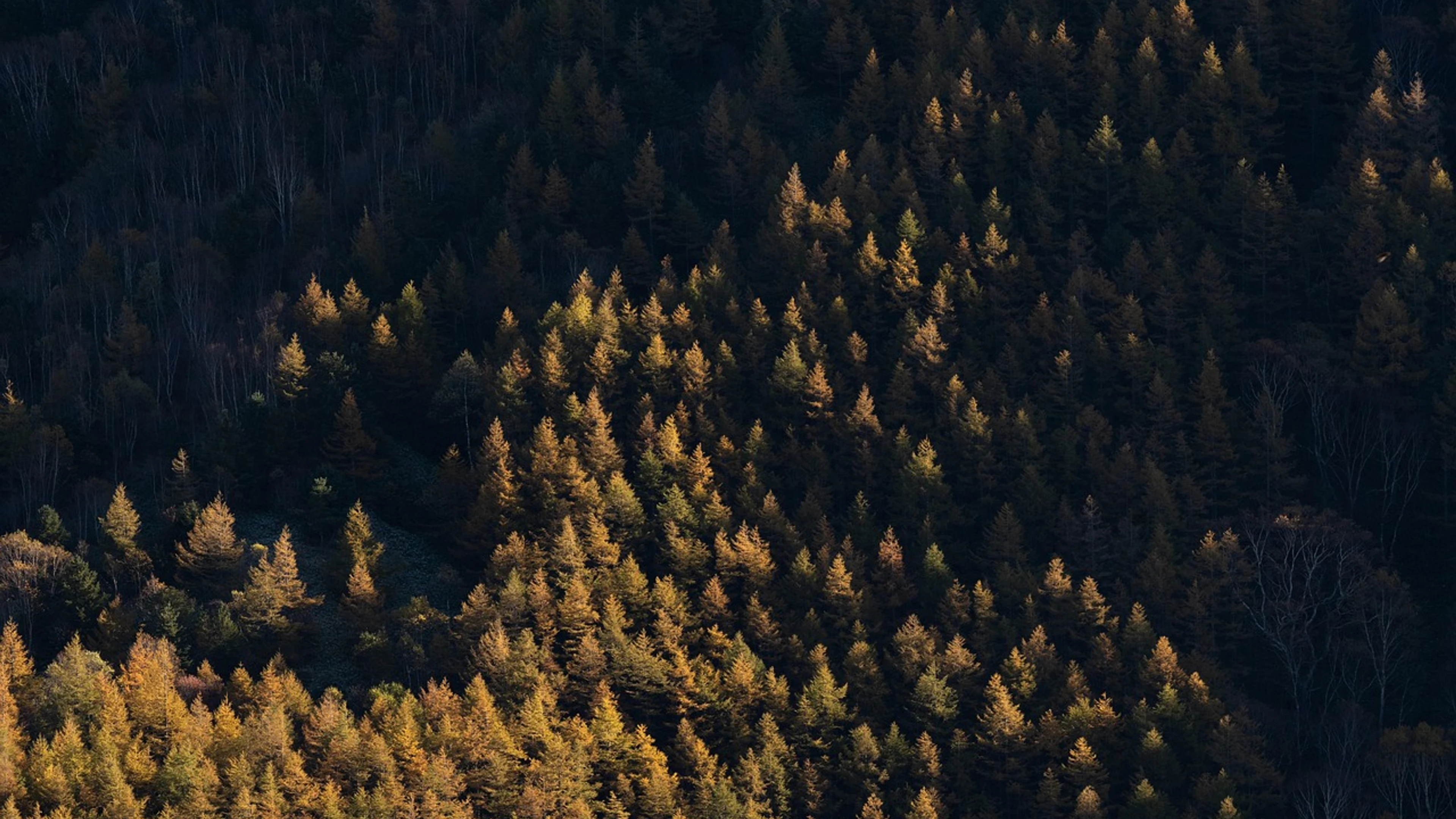 Trees nature landscape - free 4K Ultra HD nature wallpaper for desktop