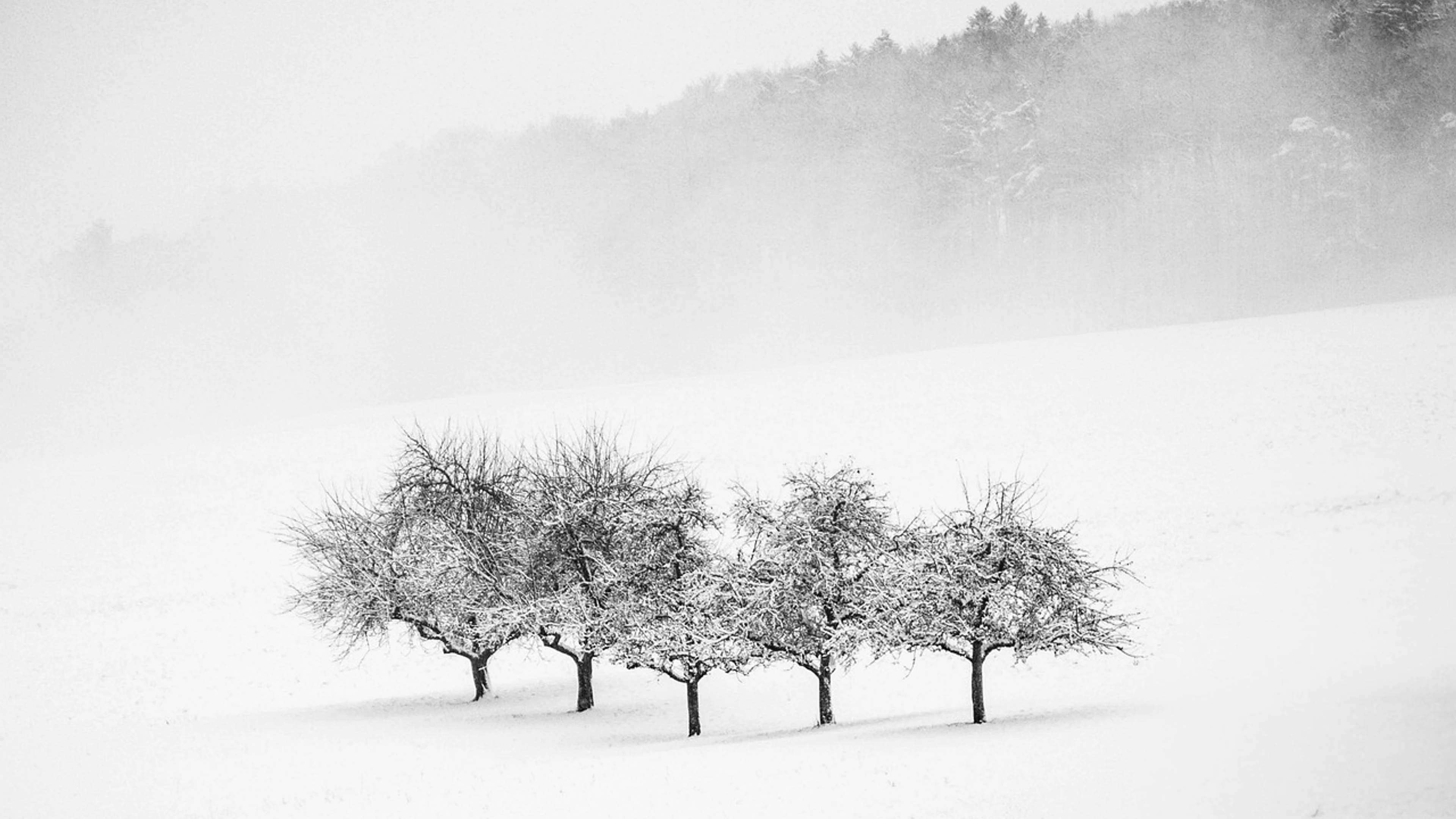 Trees snow winter - free 4K Ultra HD nature wallpaper for desktop