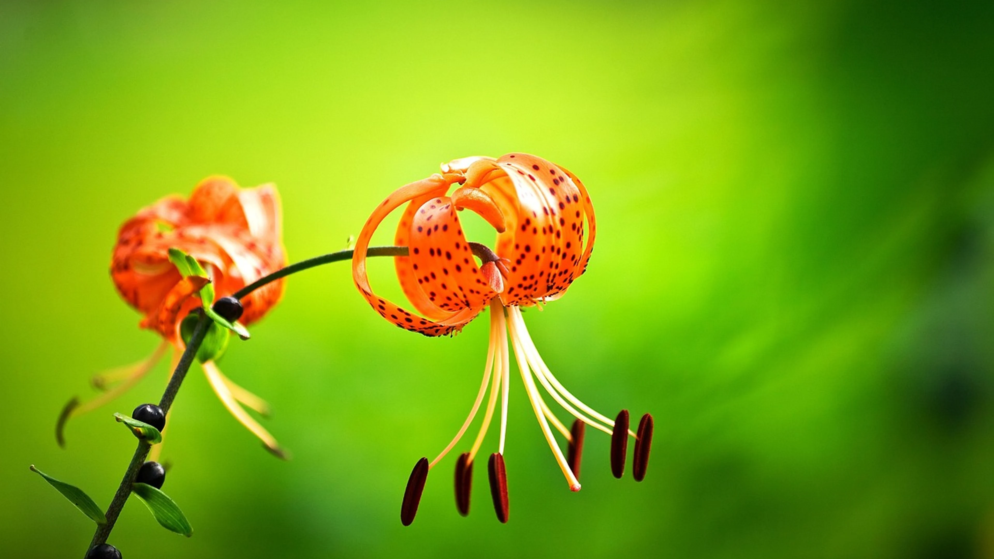 Wild flower mountain flower wallpaper - free 4K Ultra HD nature wallpaper for desktop