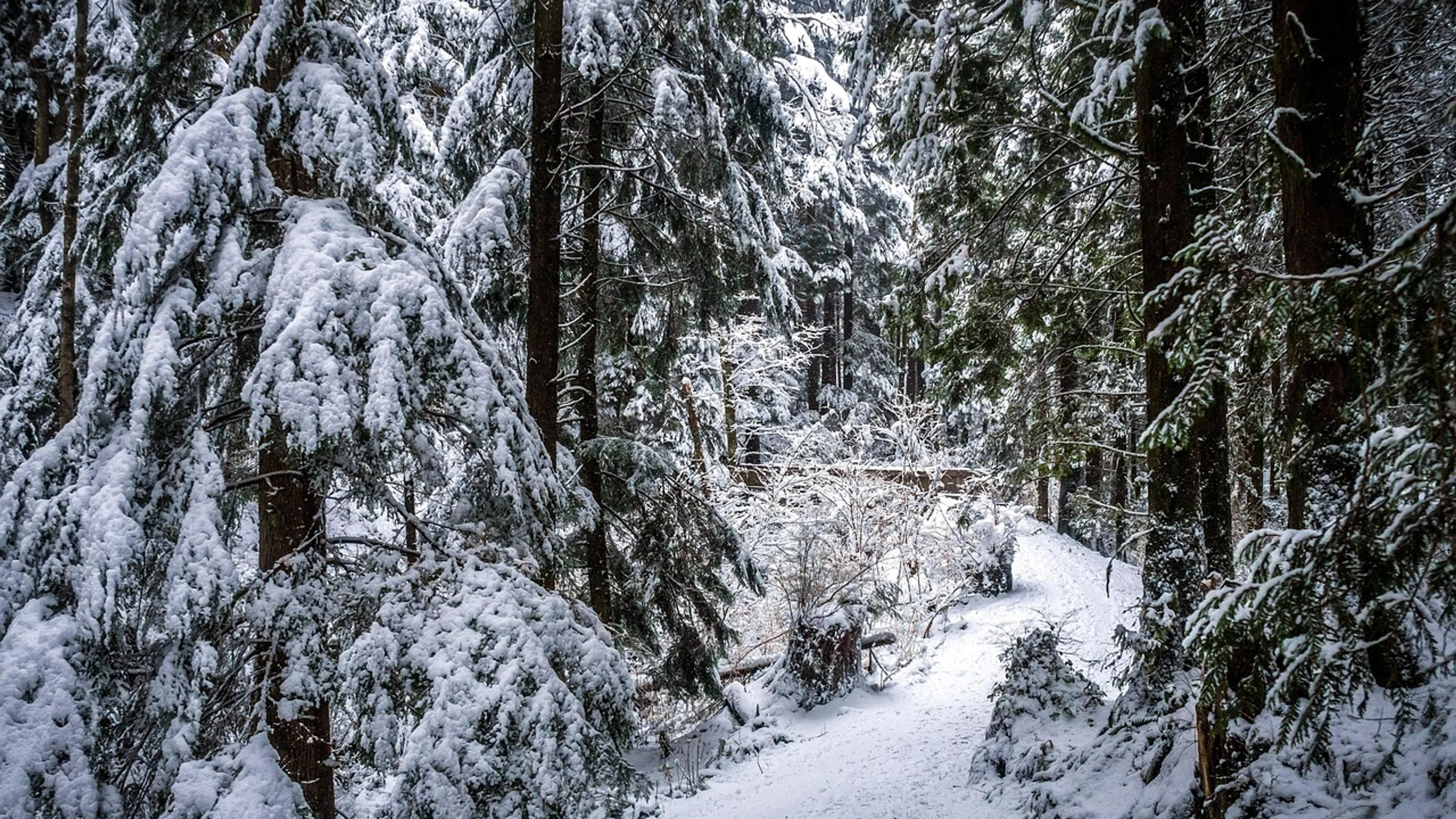 Winter path deep forest - free 4K Ultra HD nature wallpaper for desktop