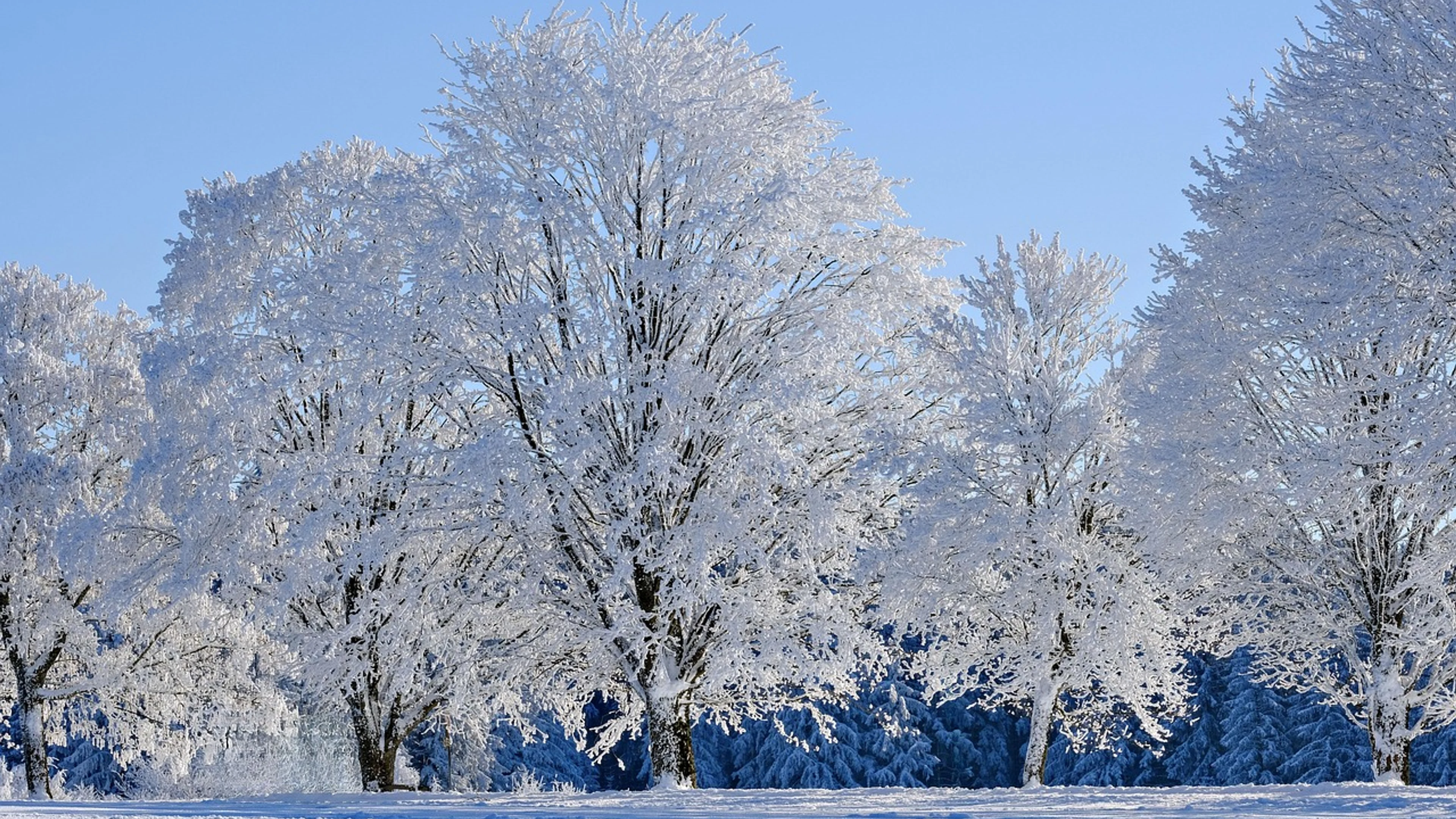 Winter snow trees - free 4K Ultra HD nature wallpaper for desktop