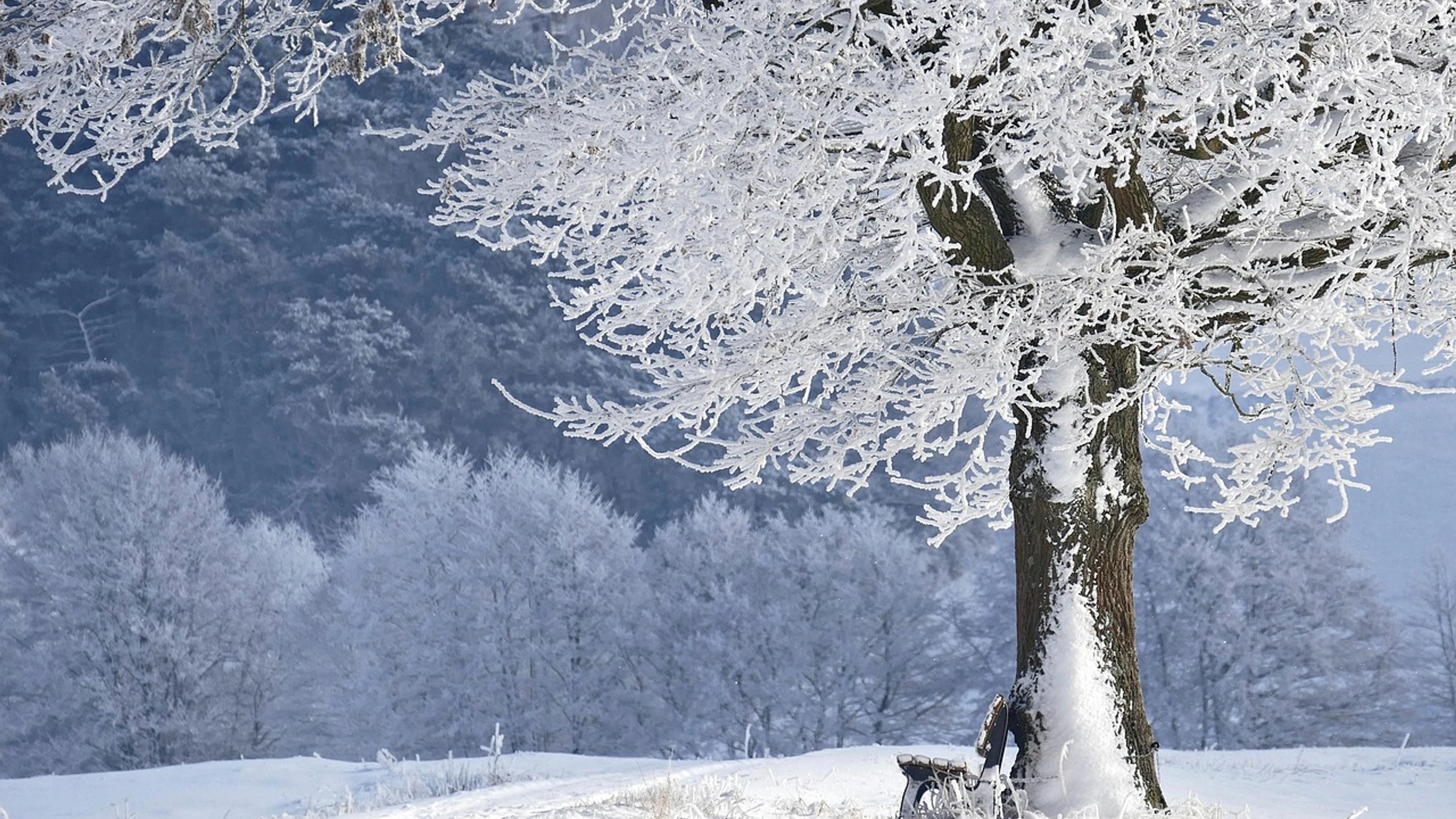 Winter tree bank - free 4K Ultra HD nature wallpaper for desktop