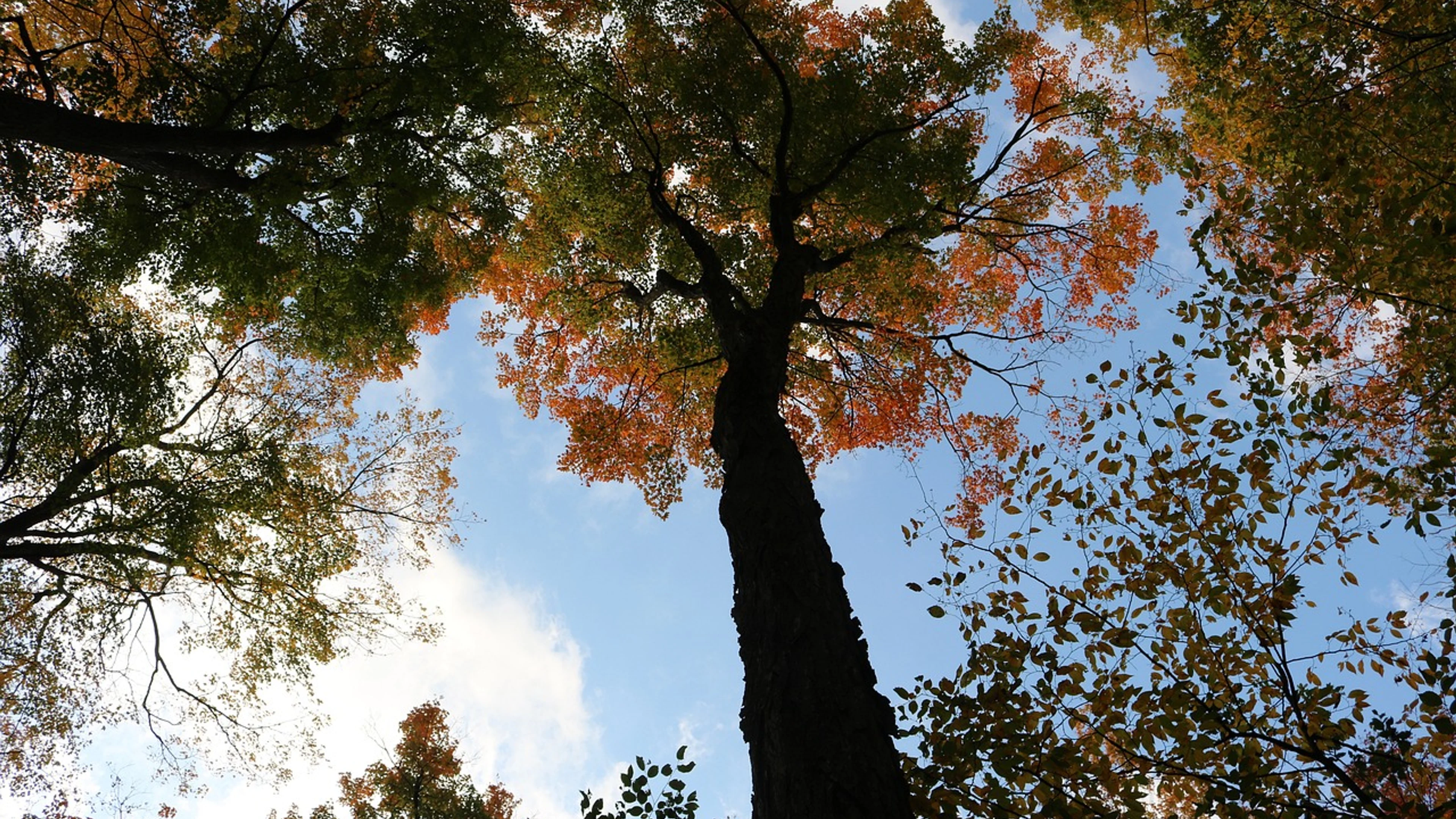 Wood tree tall - free 4K Ultra HD nature wallpaper for desktop