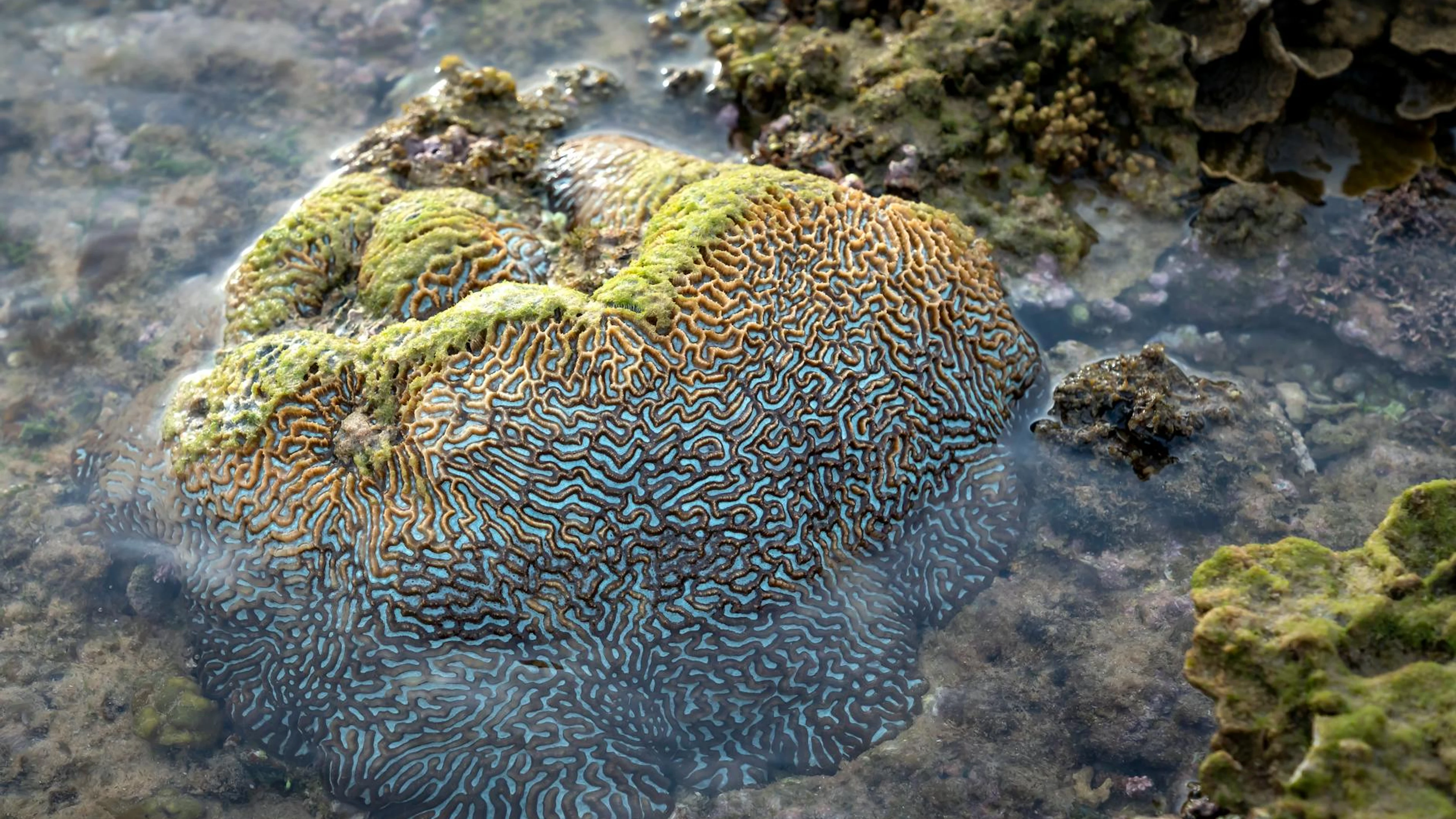 A colorful brain coral reef visible during low tide on a Vietnamese coastline. - free 4K Ultra HD ocean wallpaper for desktop