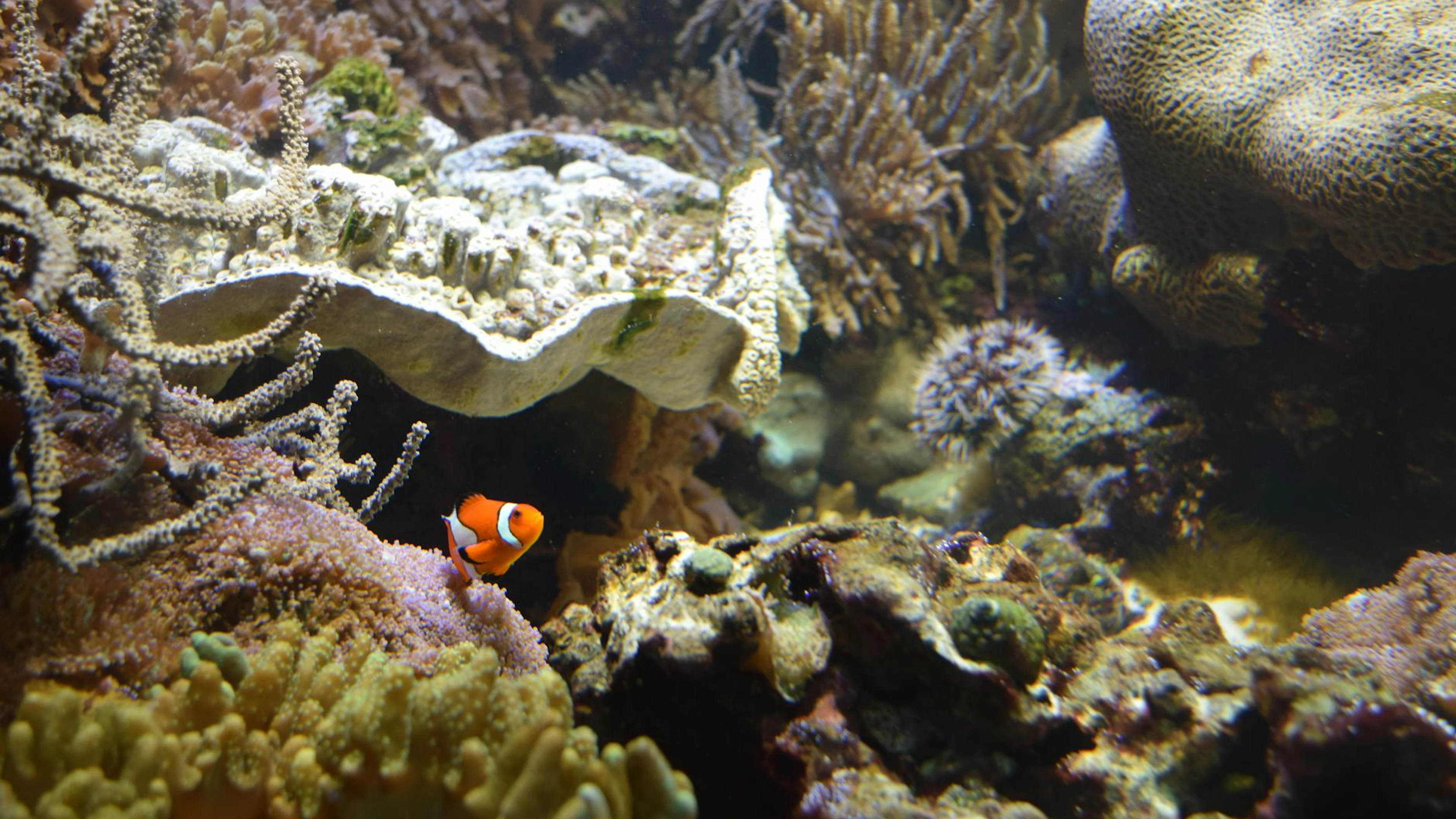 A colorful clownfish swimming among diverse corals in a vibrant underwater ecosy - free 4K Ultra HD ocean wallpaper for desktop