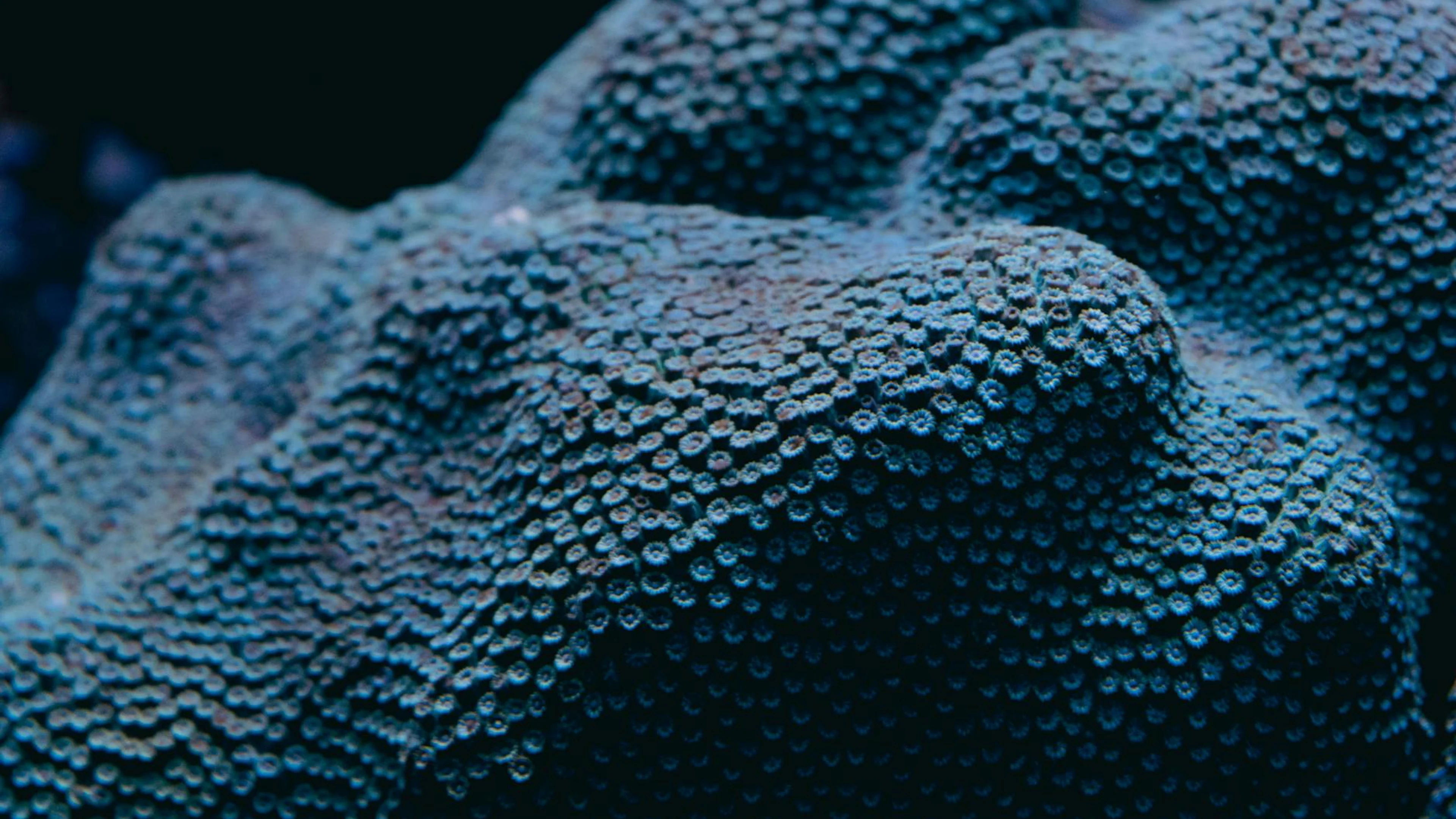 A detailed close-up of textured blue coral underwater, showcasing marine life be - free 4K Ultra HD ocean wallpaper for desktop