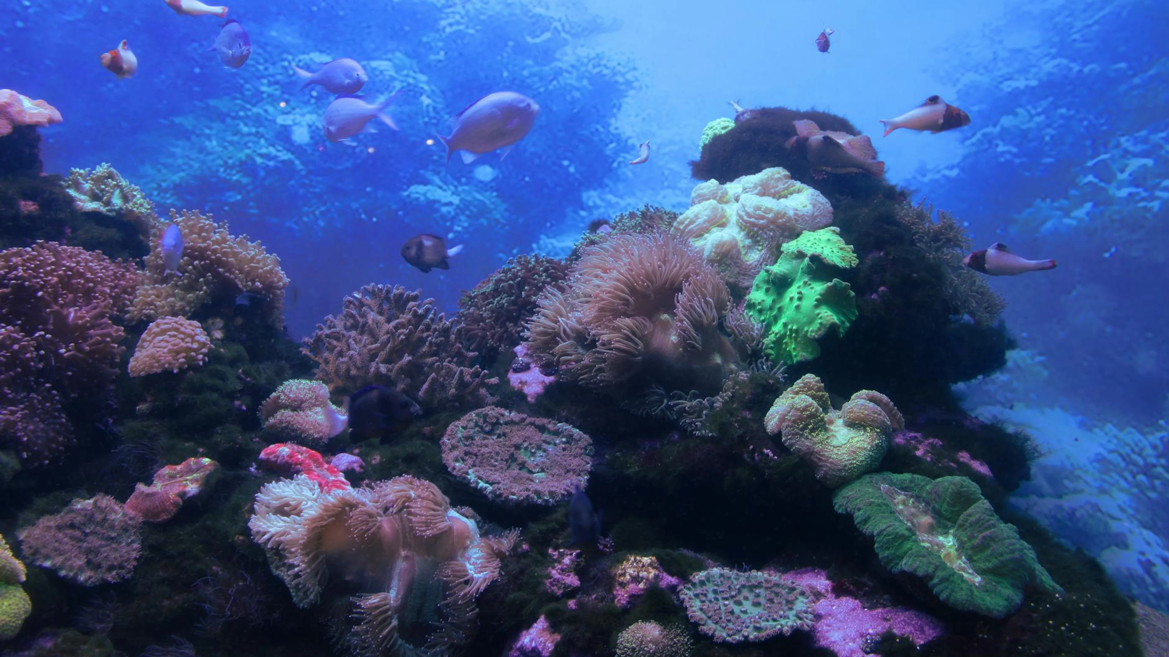 A vivid underwater view of a thriving coral reef with diverse marine life in Sou - free 4K Ultra HD ocean wallpaper for desktop