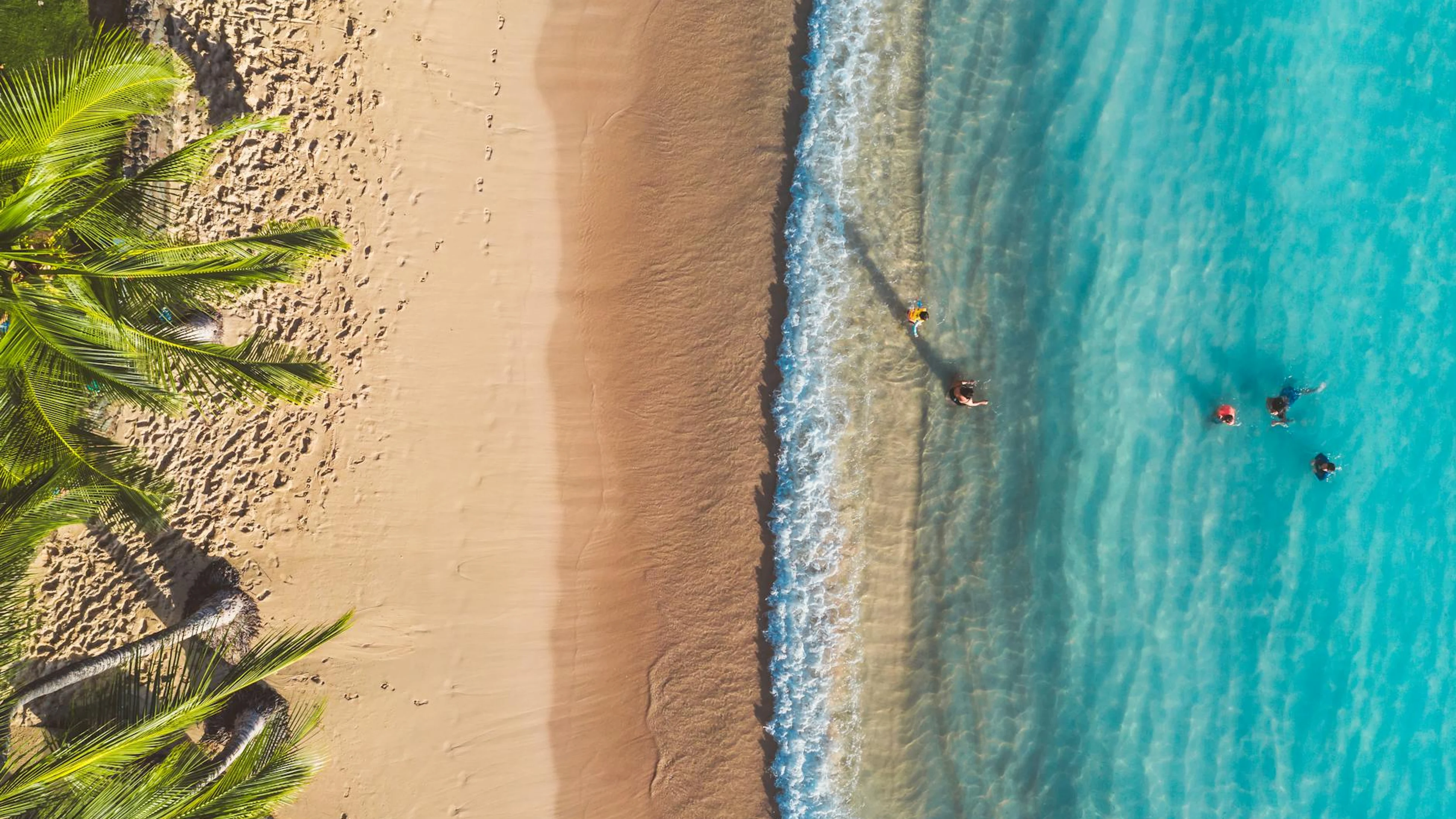 Aerial view of a tropical beach with palm trees and people swimming in turquoise - free 4K Ultra HD ocean wallpaper for desktop
