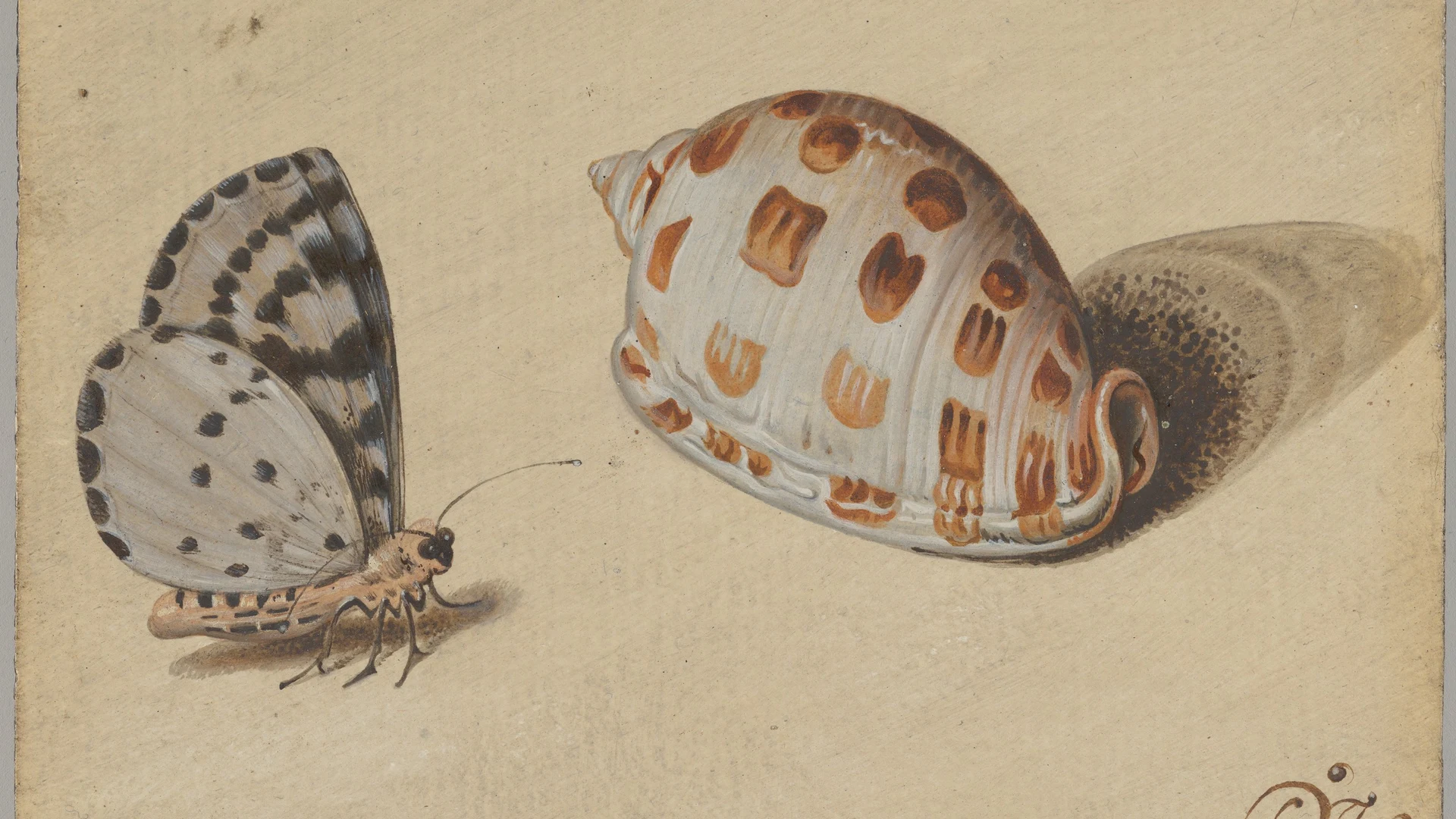 An Arrowhead Blue Butterfly and a Scotch Bonnet Sea Shell - free hd ocean wallpaper for desktop