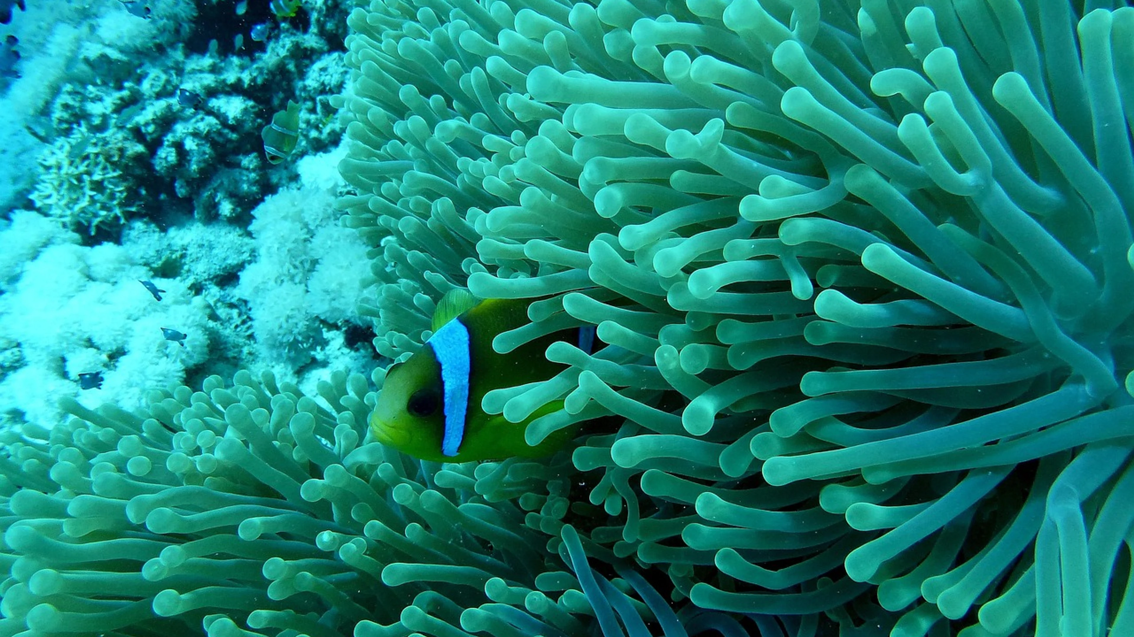 Anemonefish nemo underwater world - free 4K Ultra HD ocean wallpaper for desktop