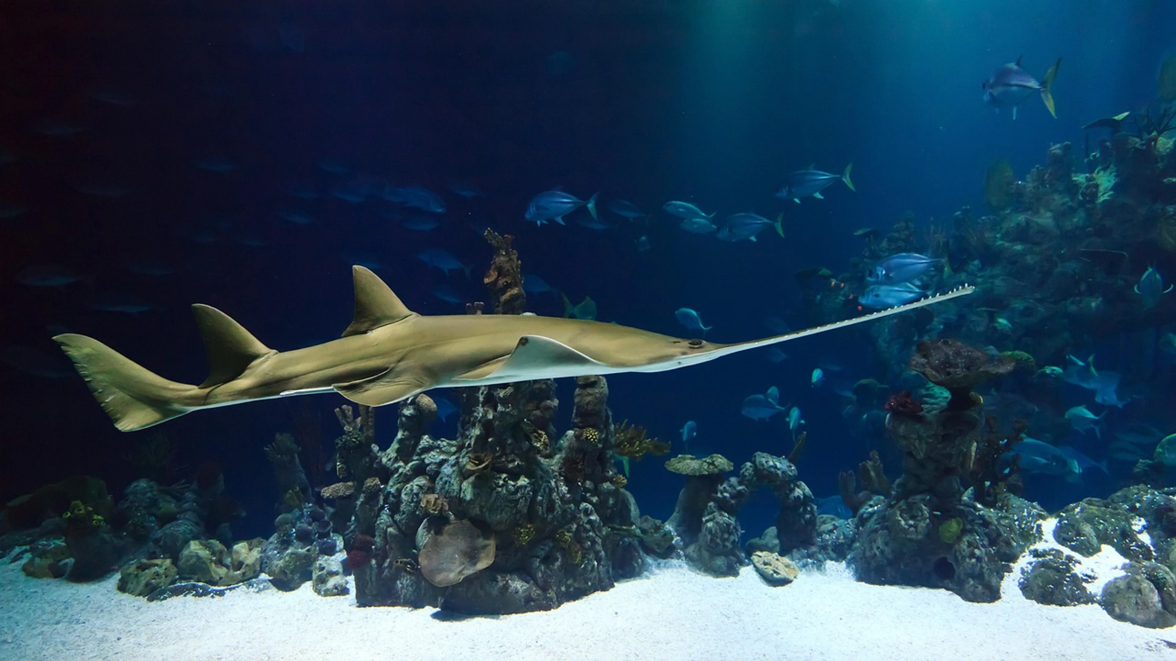 Animal sawfish ocean - free 4K Ultra HD ocean wallpaper for desktop
