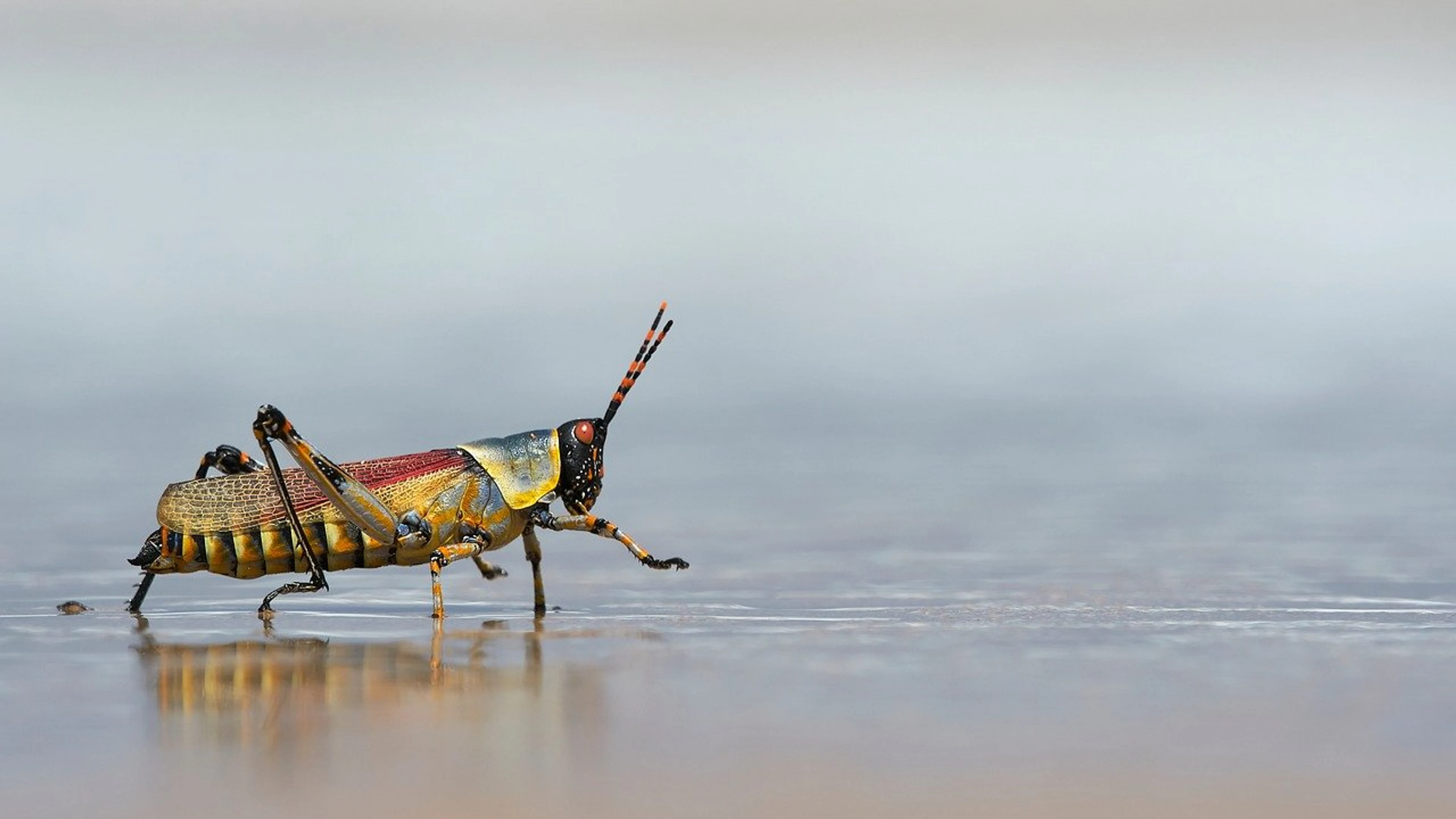 Beach harlequin grasshopper nature - free 4K Ultra HD ocean wallpaper for desktop