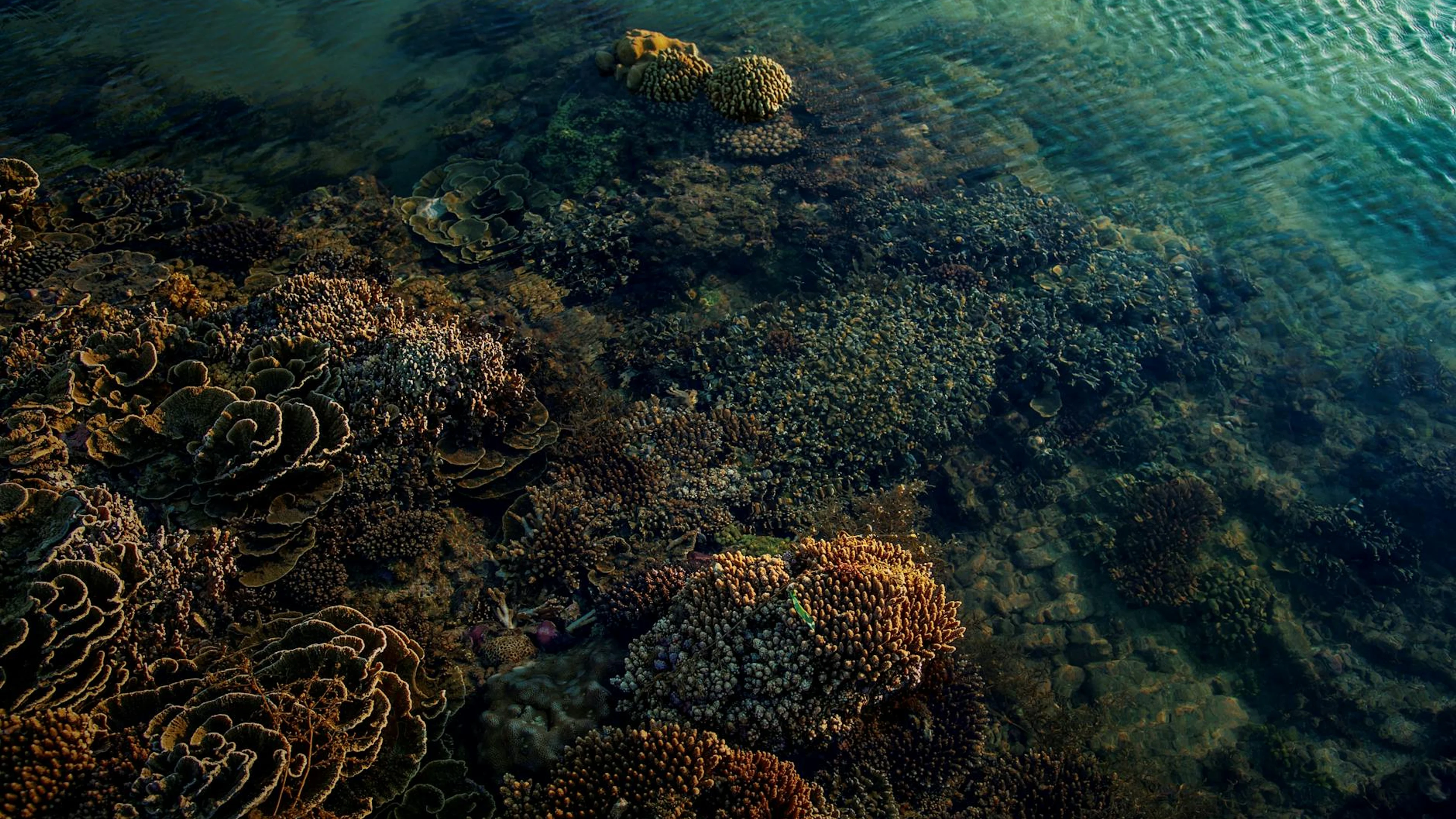 Beautiful coral reef underwater, vibrant marine life ecosystem. - free 4K Ultra HD ocean wallpaper for desktop