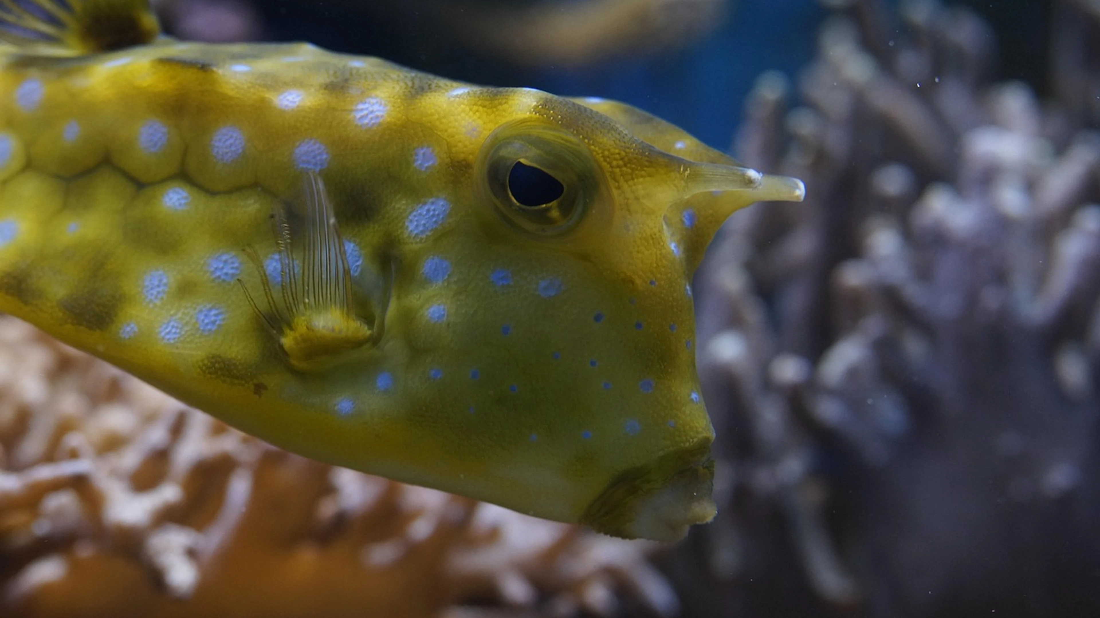 Boxfish close up underwater - free 4K Ultra HD ocean wallpaper for desktop