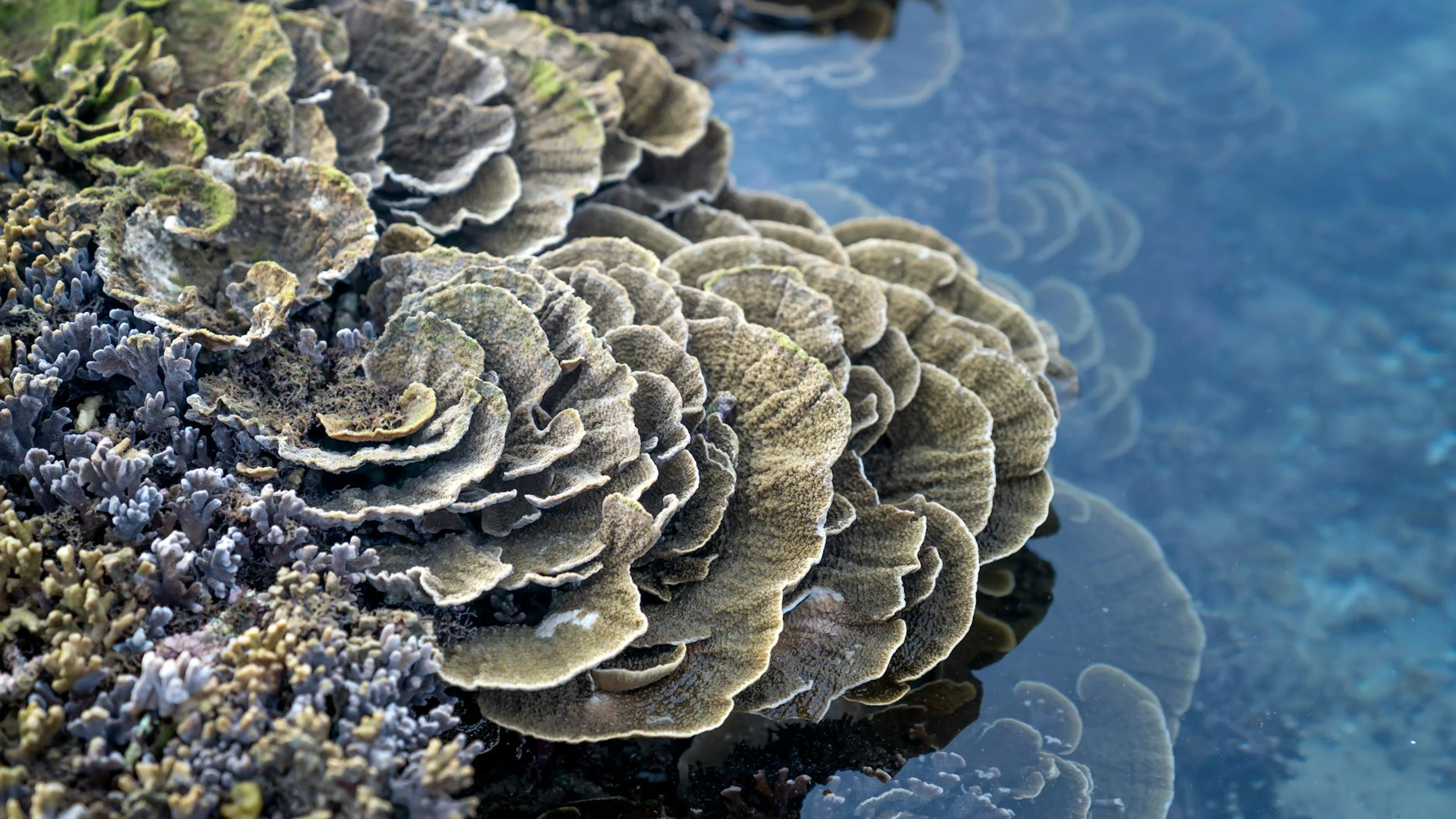 Close-up view of coral reefs in a tranquil lagoon, showcasing nature's underwate - free 4K Ultra HD ocean wallpaper for desktop