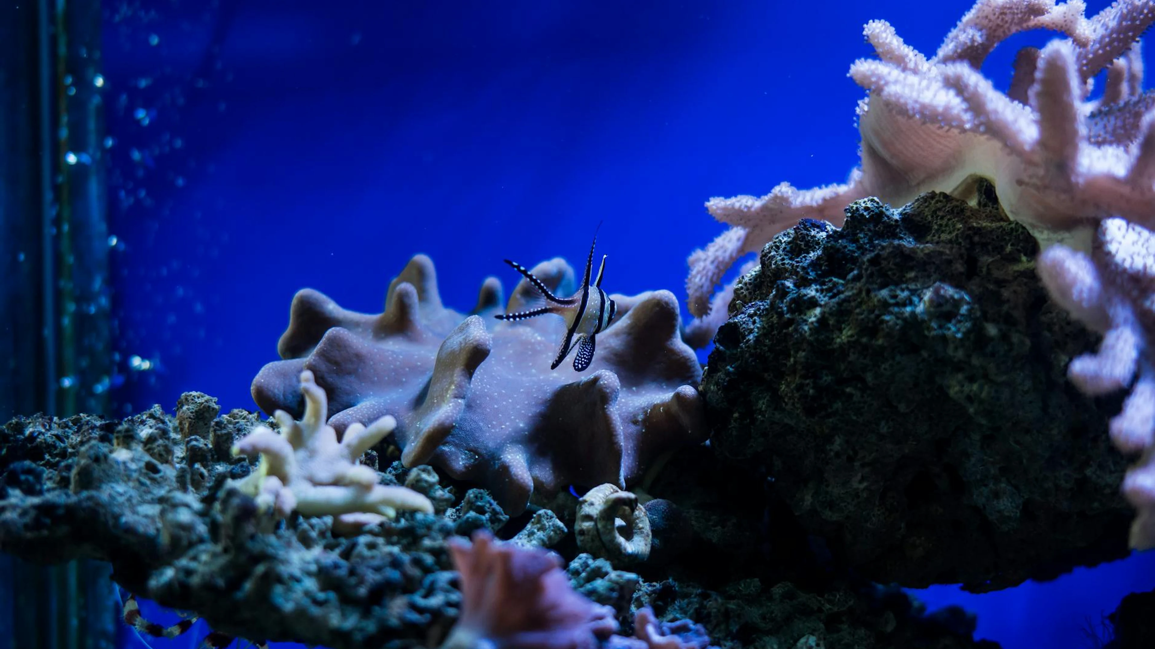 Colorful aquarium scene with exotic fish and vibrant coral reefs under blue ligh - free 4K Ultra HD ocean wallpaper for desktop