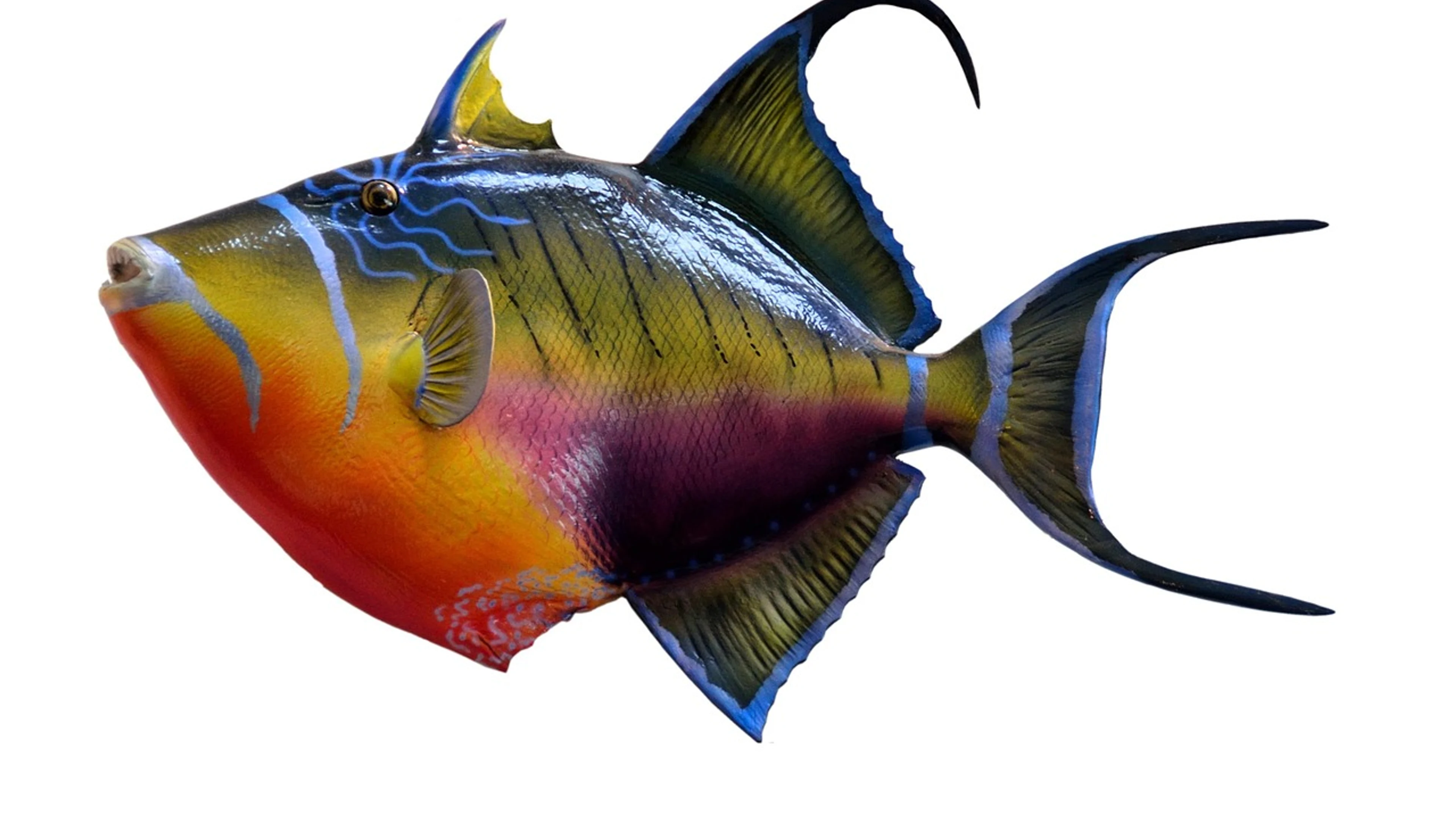 Colorful trigger fish fish - free 4K Ultra HD ocean wallpaper for desktop