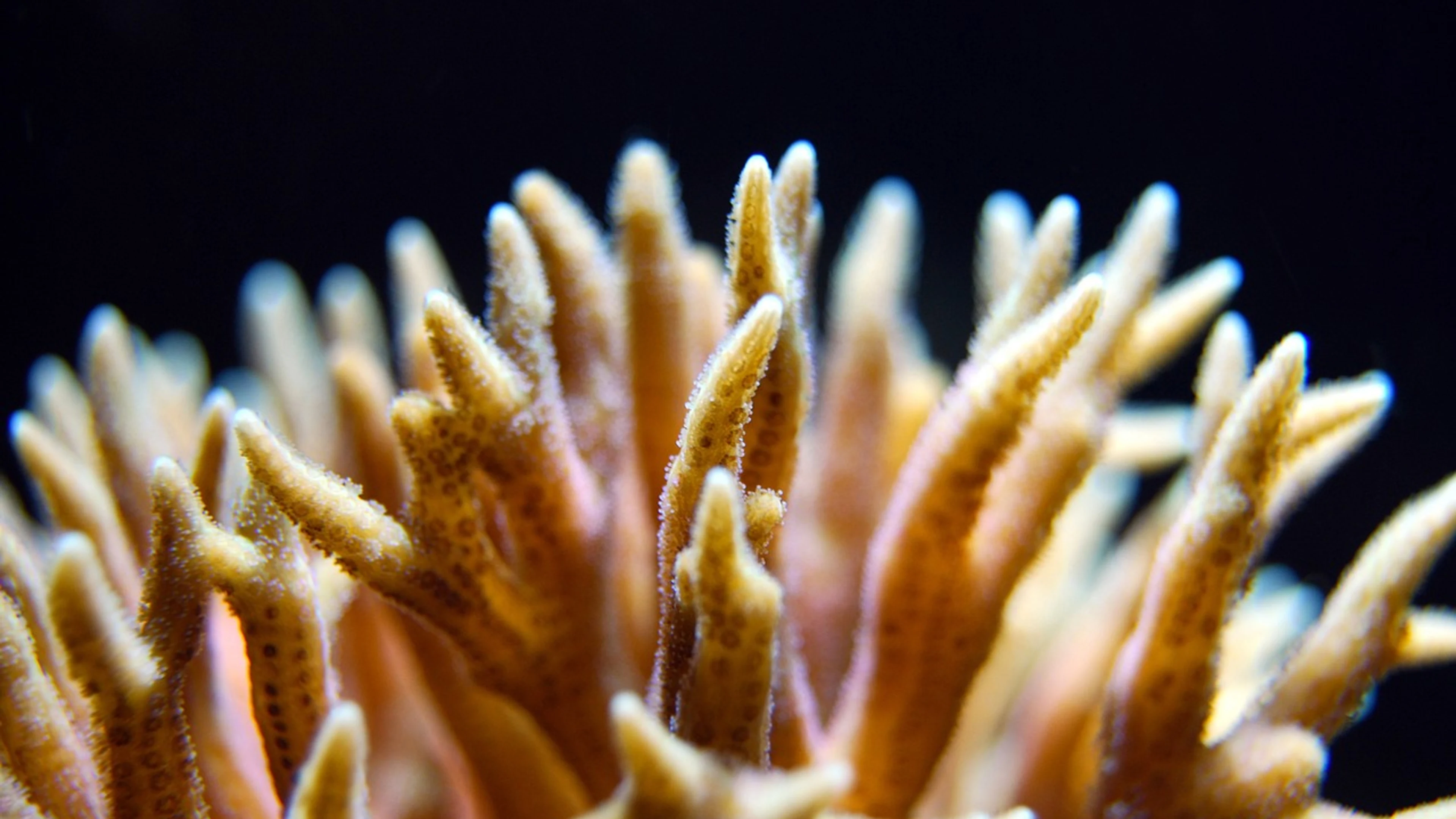 Coral reef sea - free 4K Ultra HD ocean wallpaper for desktop