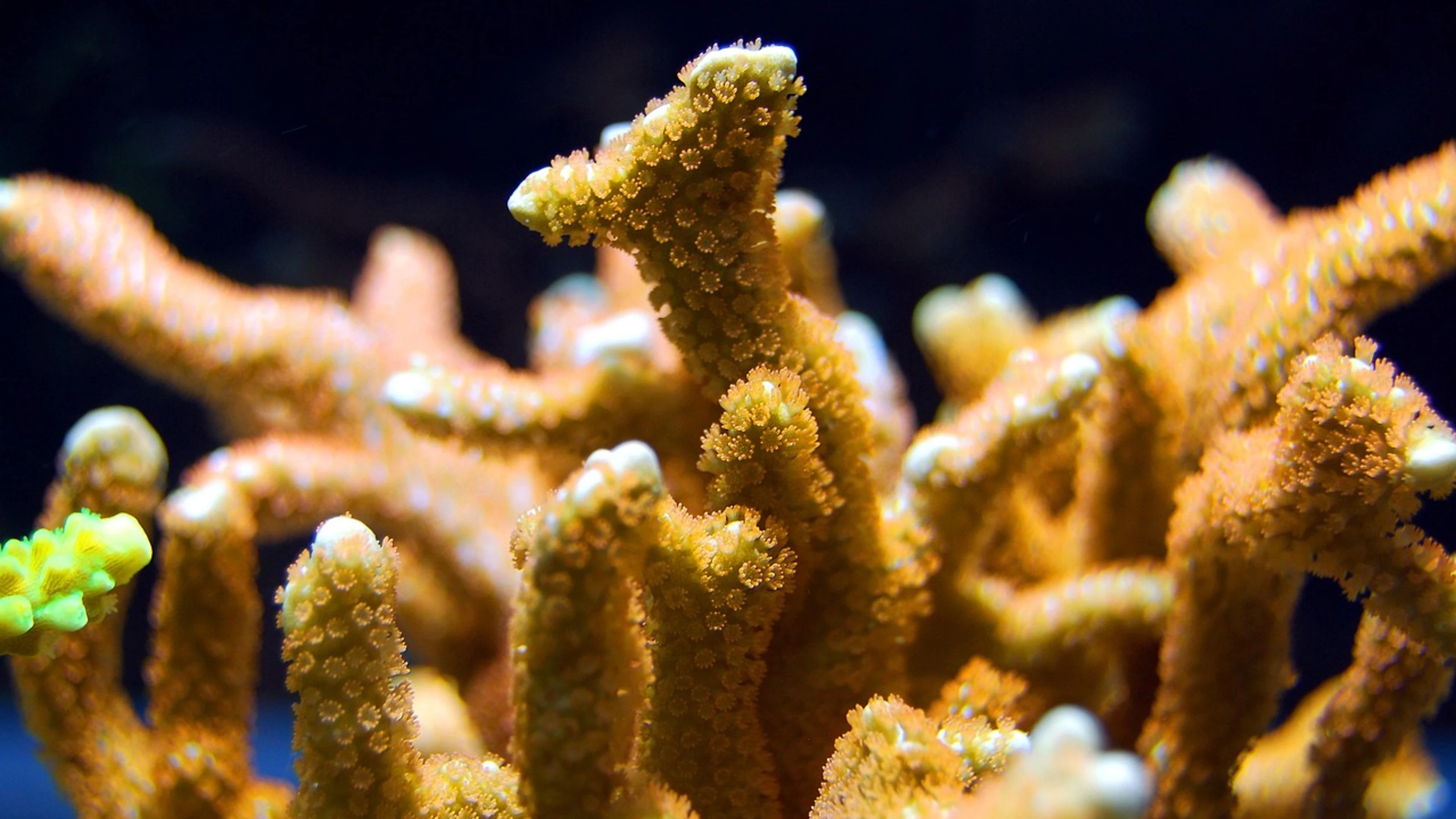 Coral reef sea - free 4K Ultra HD ocean wallpaper for desktop