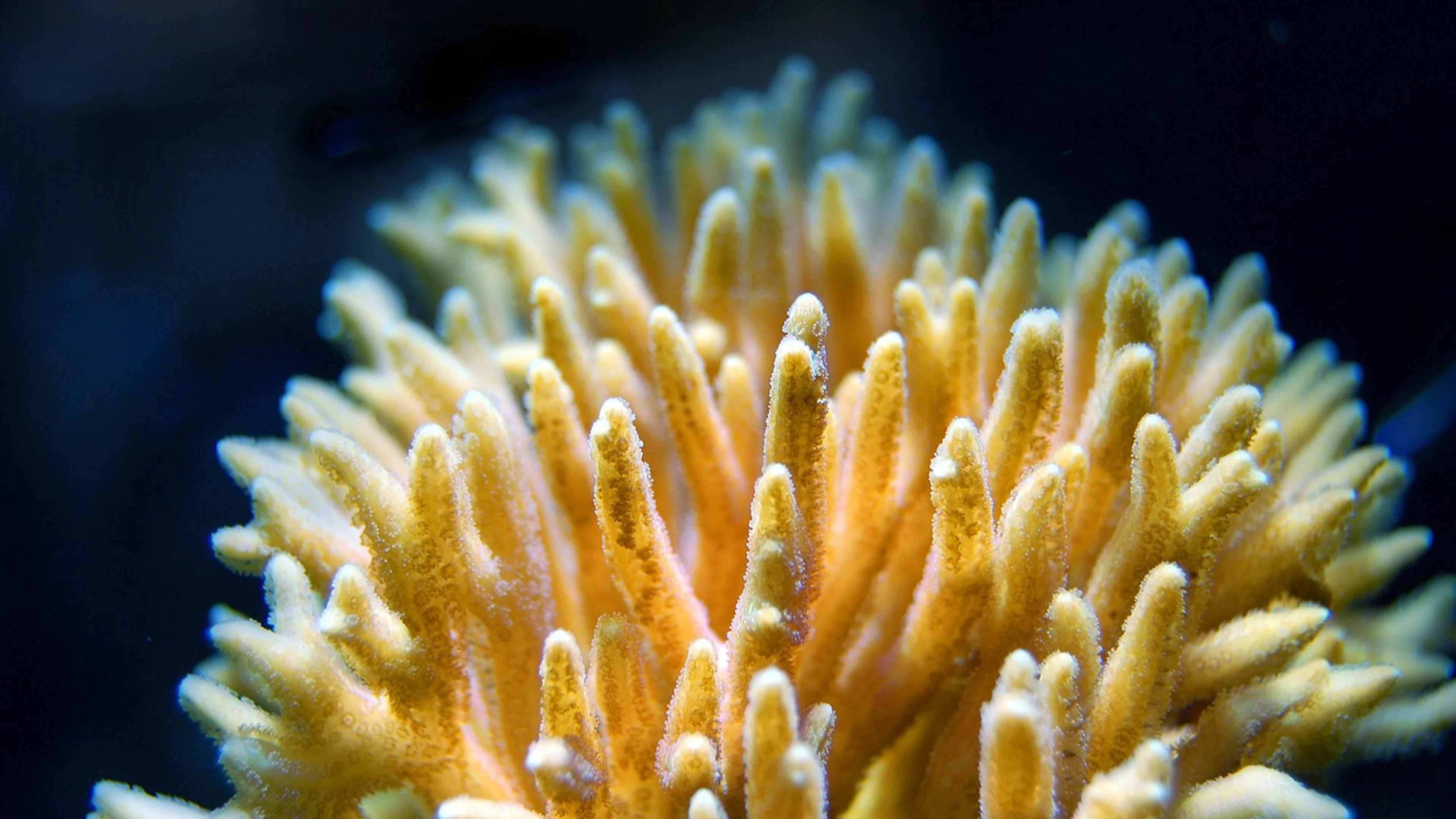 Coral reef sea - free 4K Ultra HD ocean wallpaper for desktop