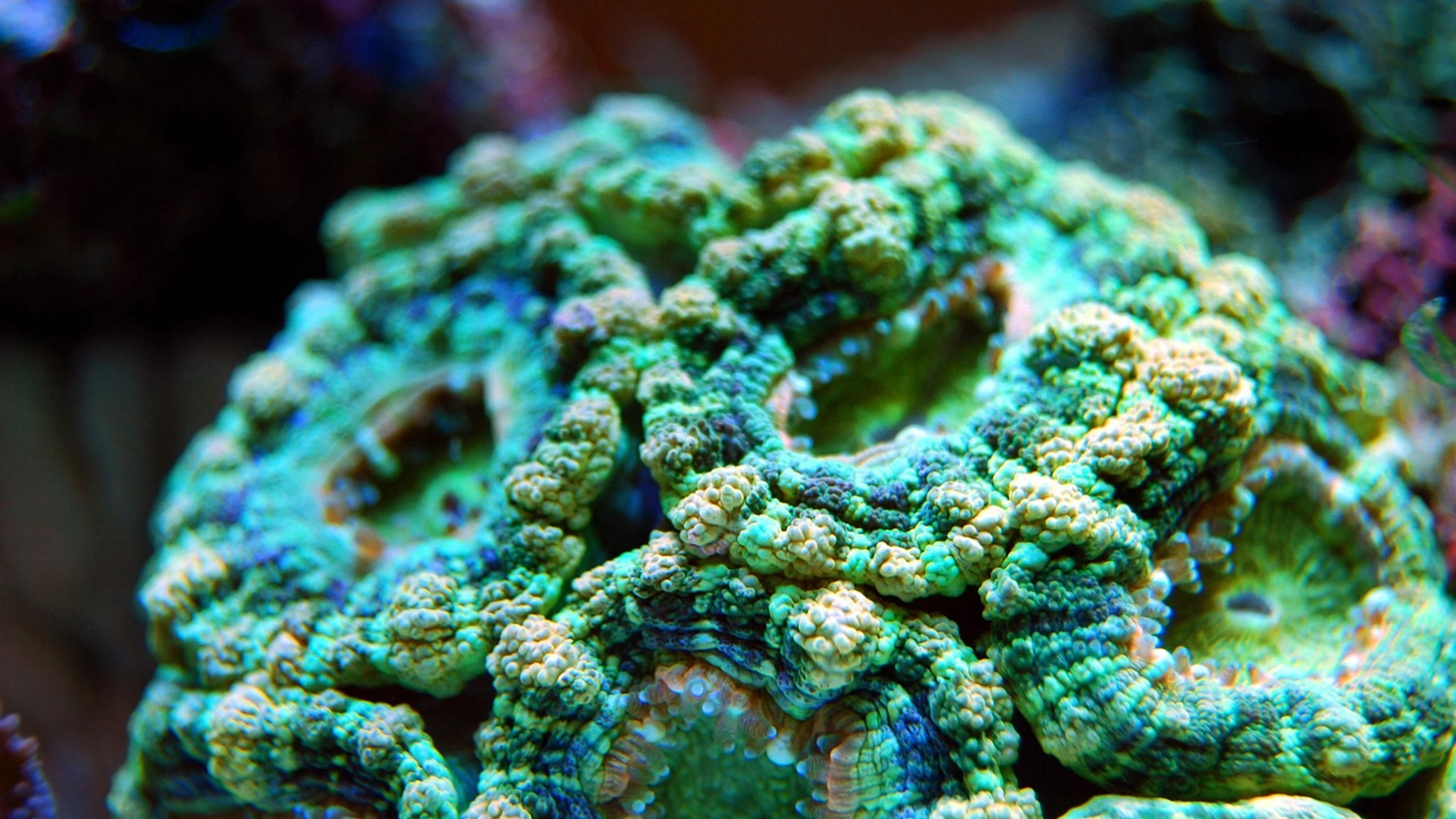 Coral reef sea - free 4K Ultra HD ocean wallpaper for desktop