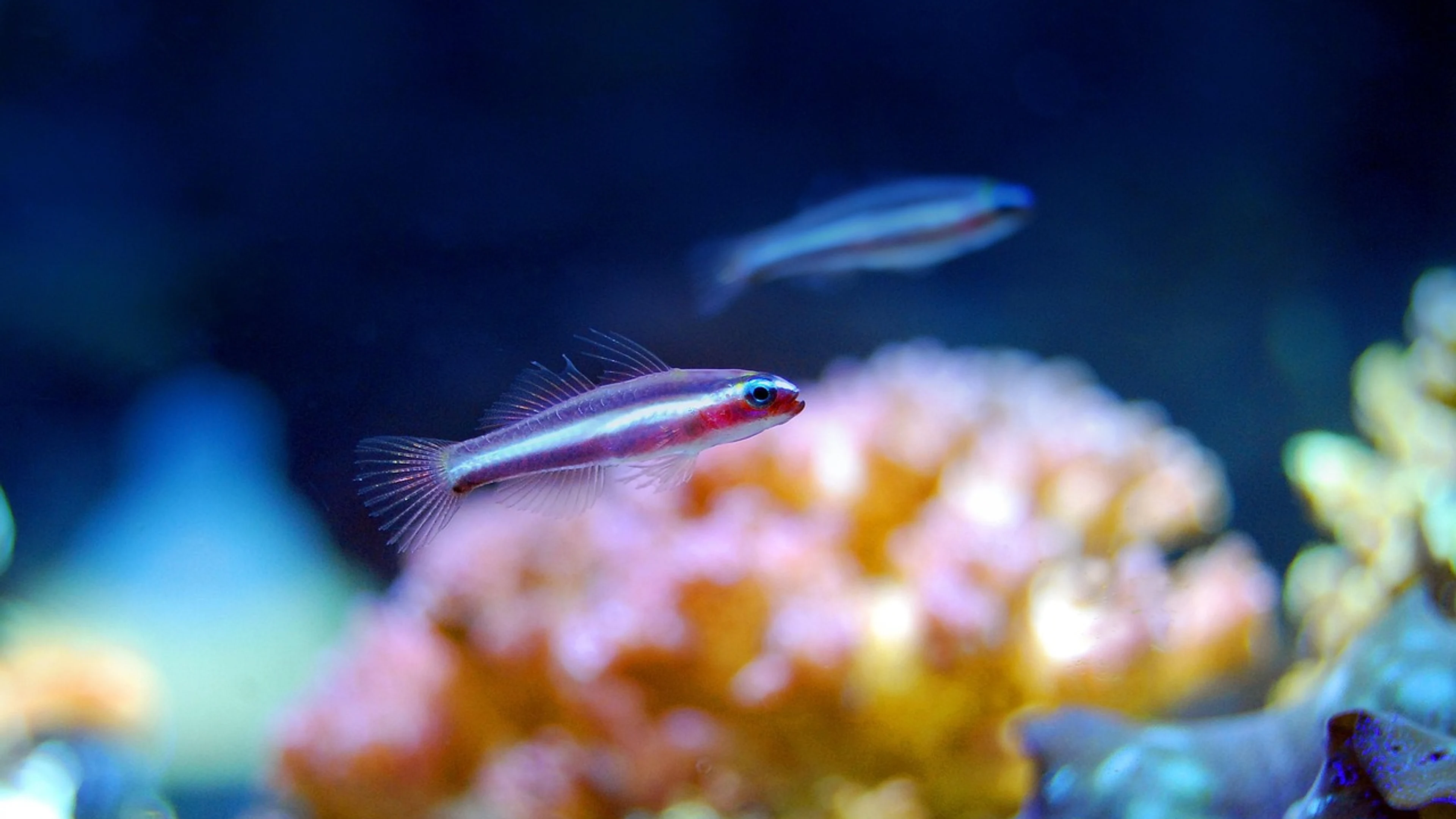 Coral reef sea - free 4K Ultra HD ocean wallpaper for desktop