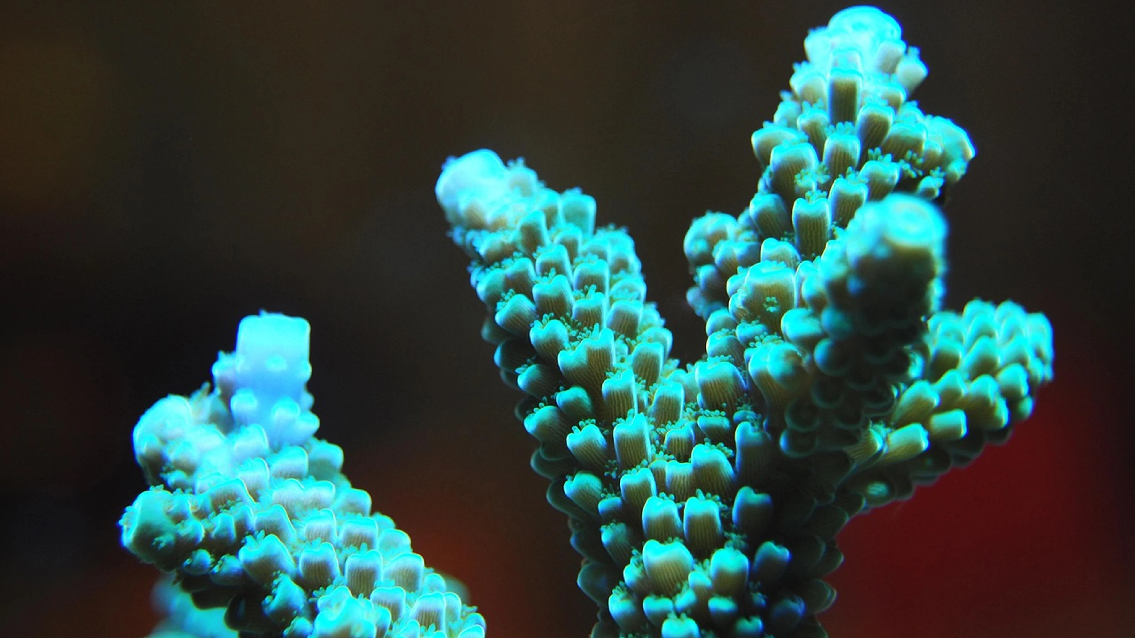 Coral reef sea - free 4K Ultra HD ocean wallpaper for desktop