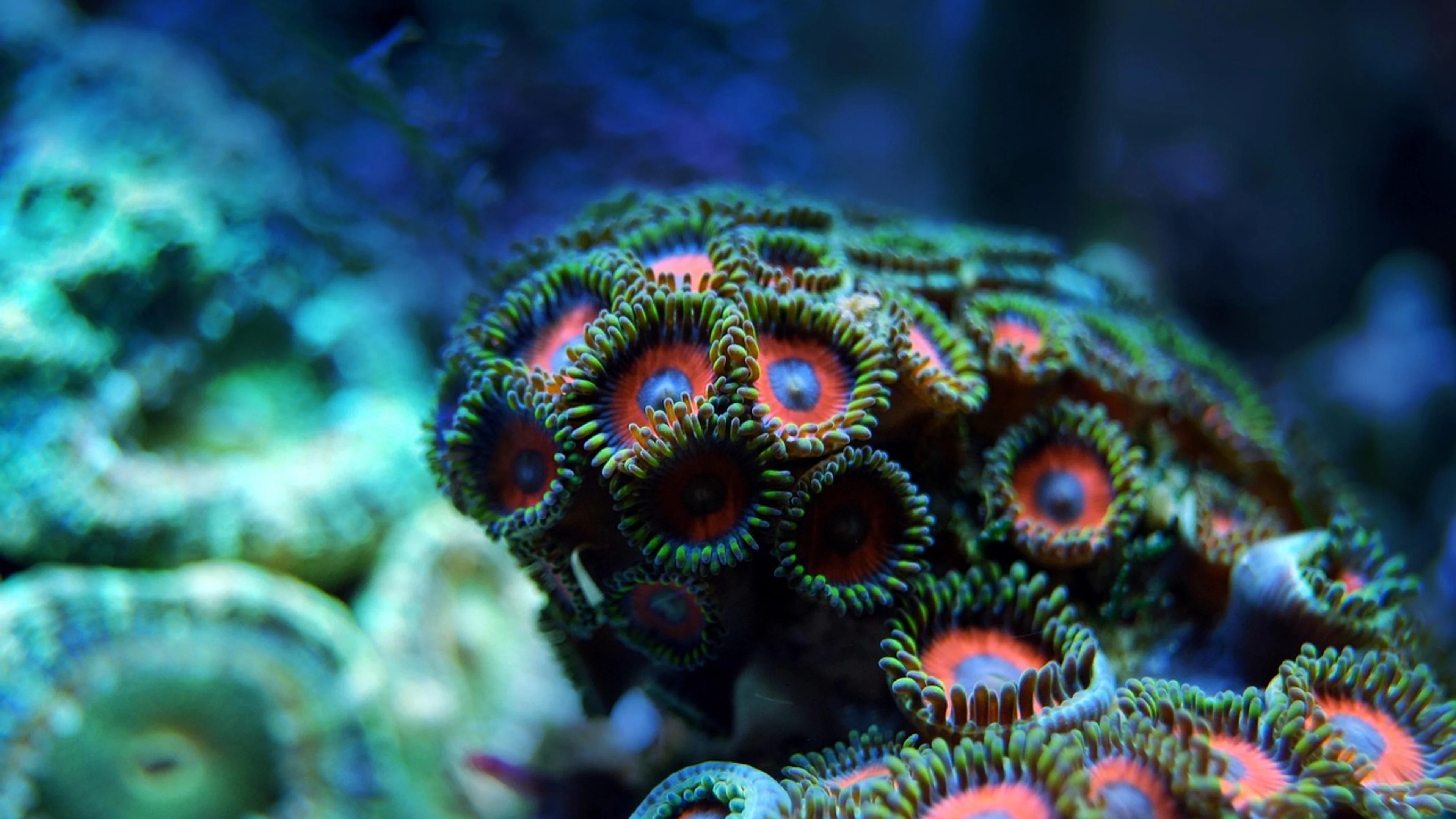 Coral reef sea - free 4K Ultra HD ocean wallpaper for desktop