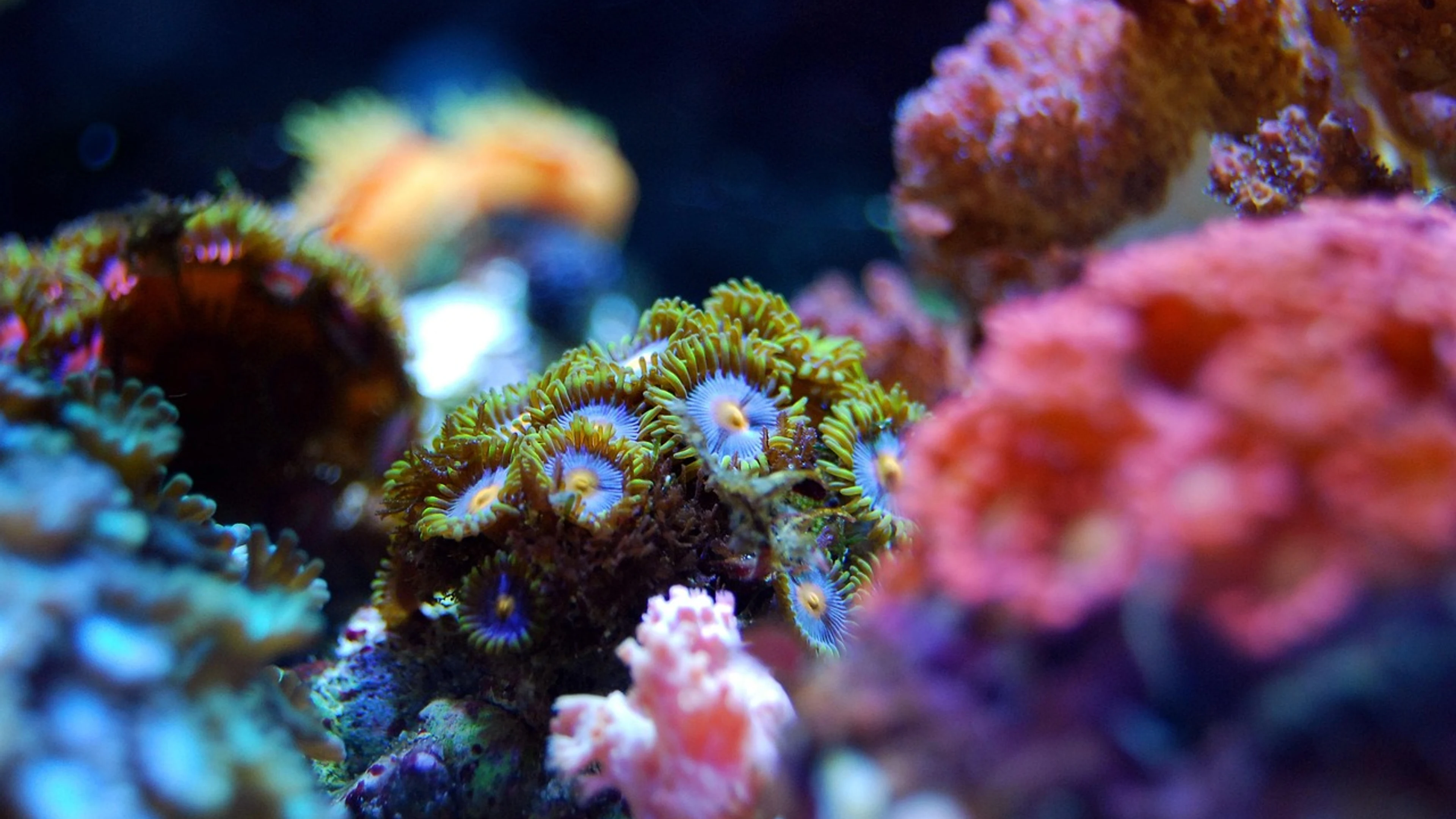 Coral reef sea - free 4K Ultra HD ocean wallpaper for desktop