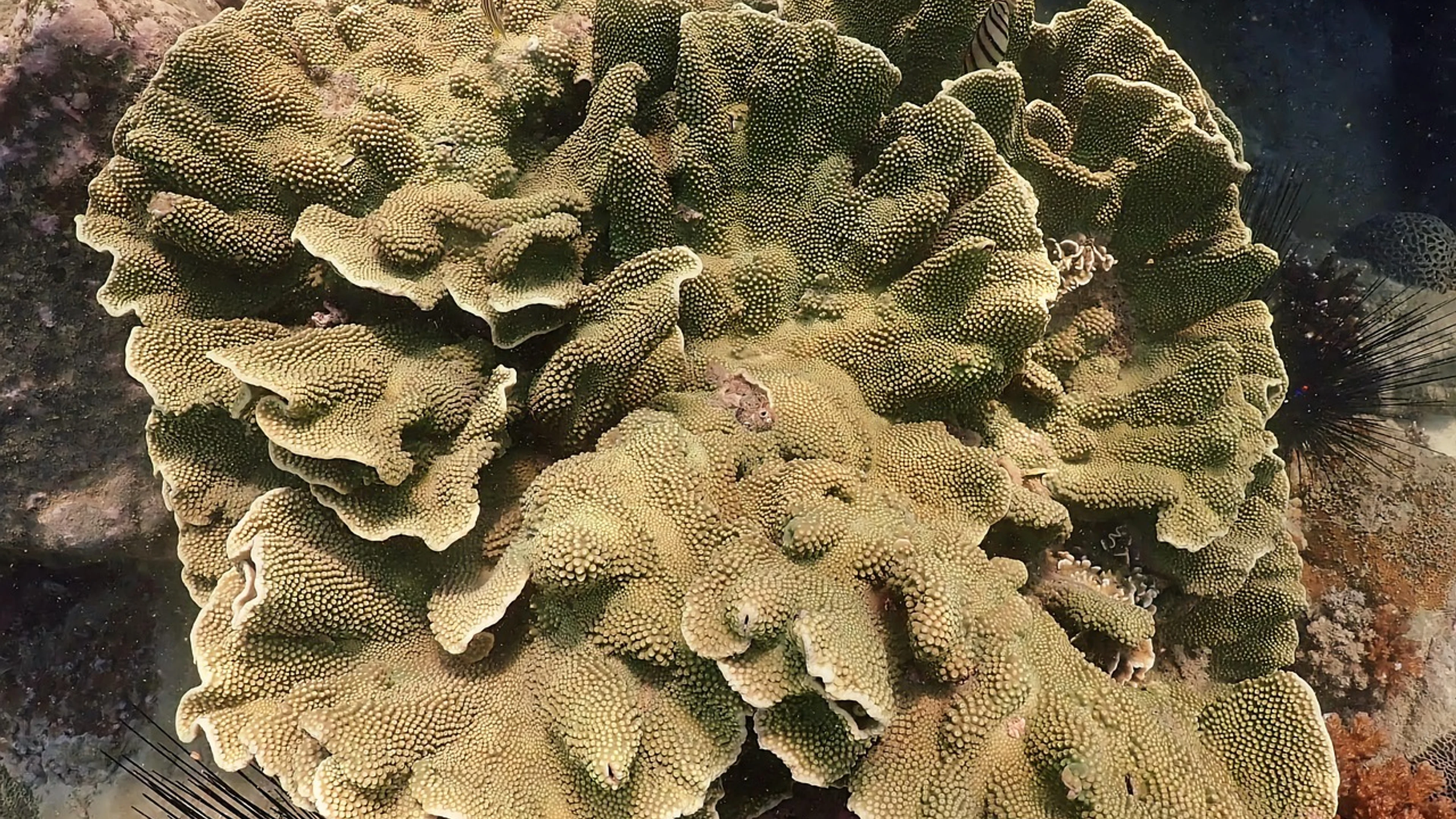 Corals coral reef underwater - free 4K Ultra HD ocean wallpaper for desktop