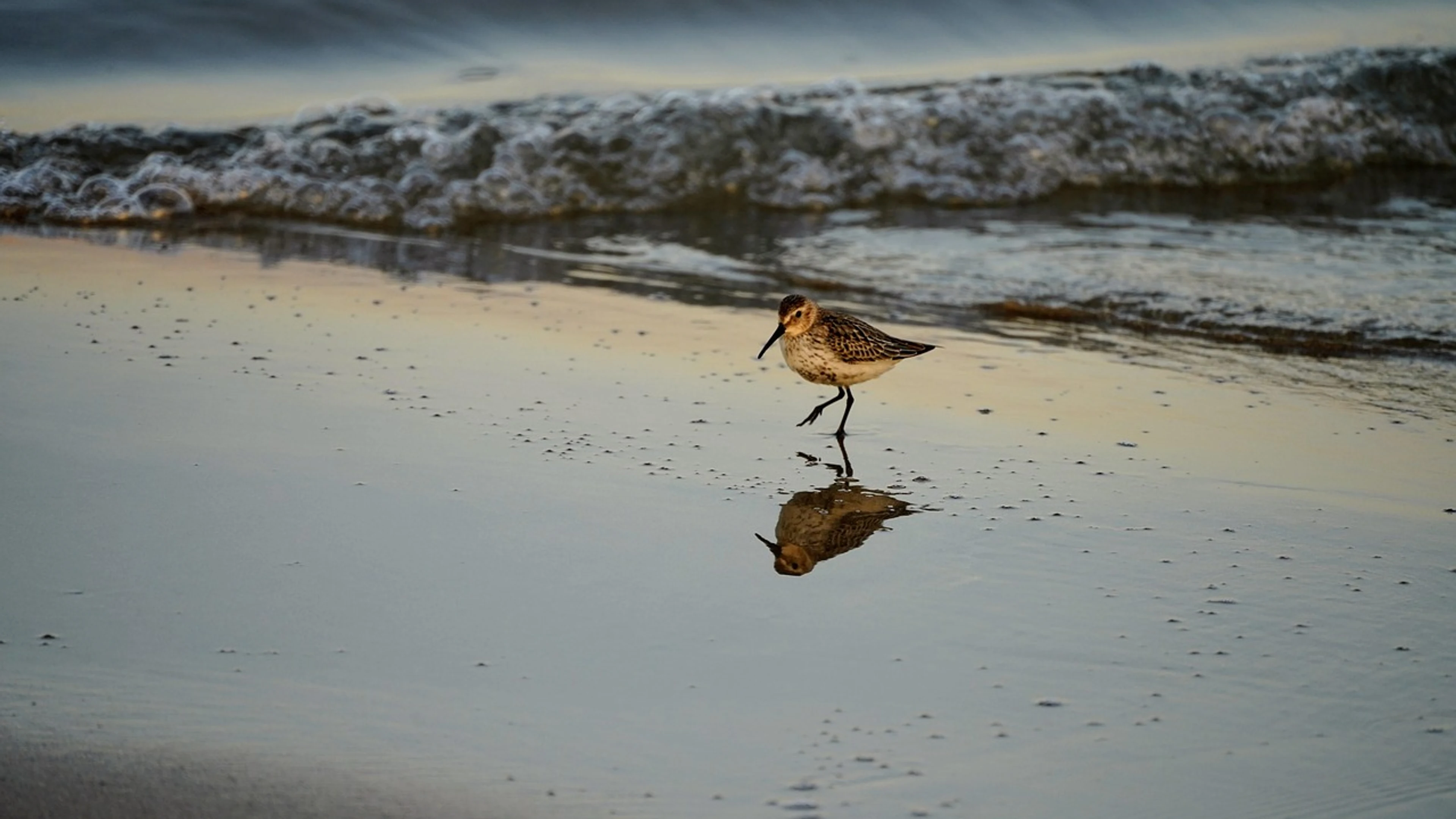 Dunlin bird animal - free 4K Ultra HD ocean wallpaper for desktop