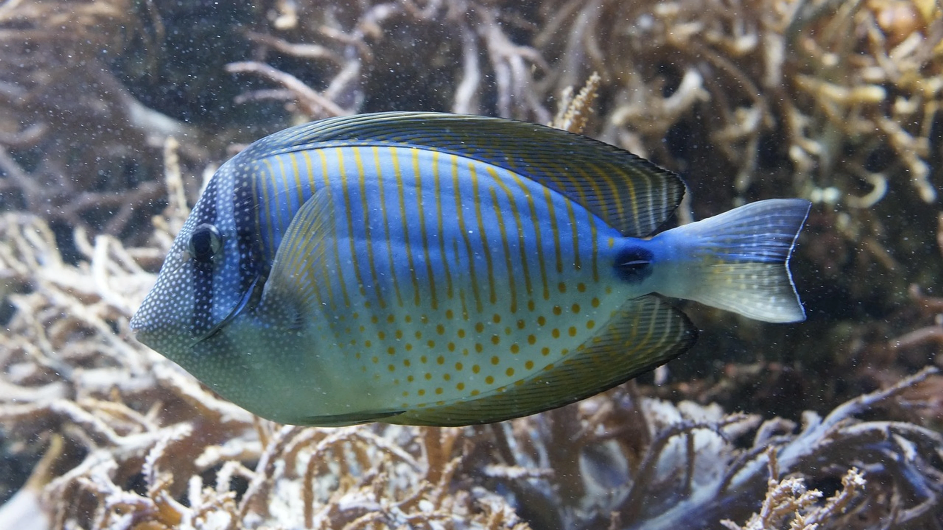 Fish aquarium aquatic life - free 4K Ultra HD ocean wallpaper for desktop