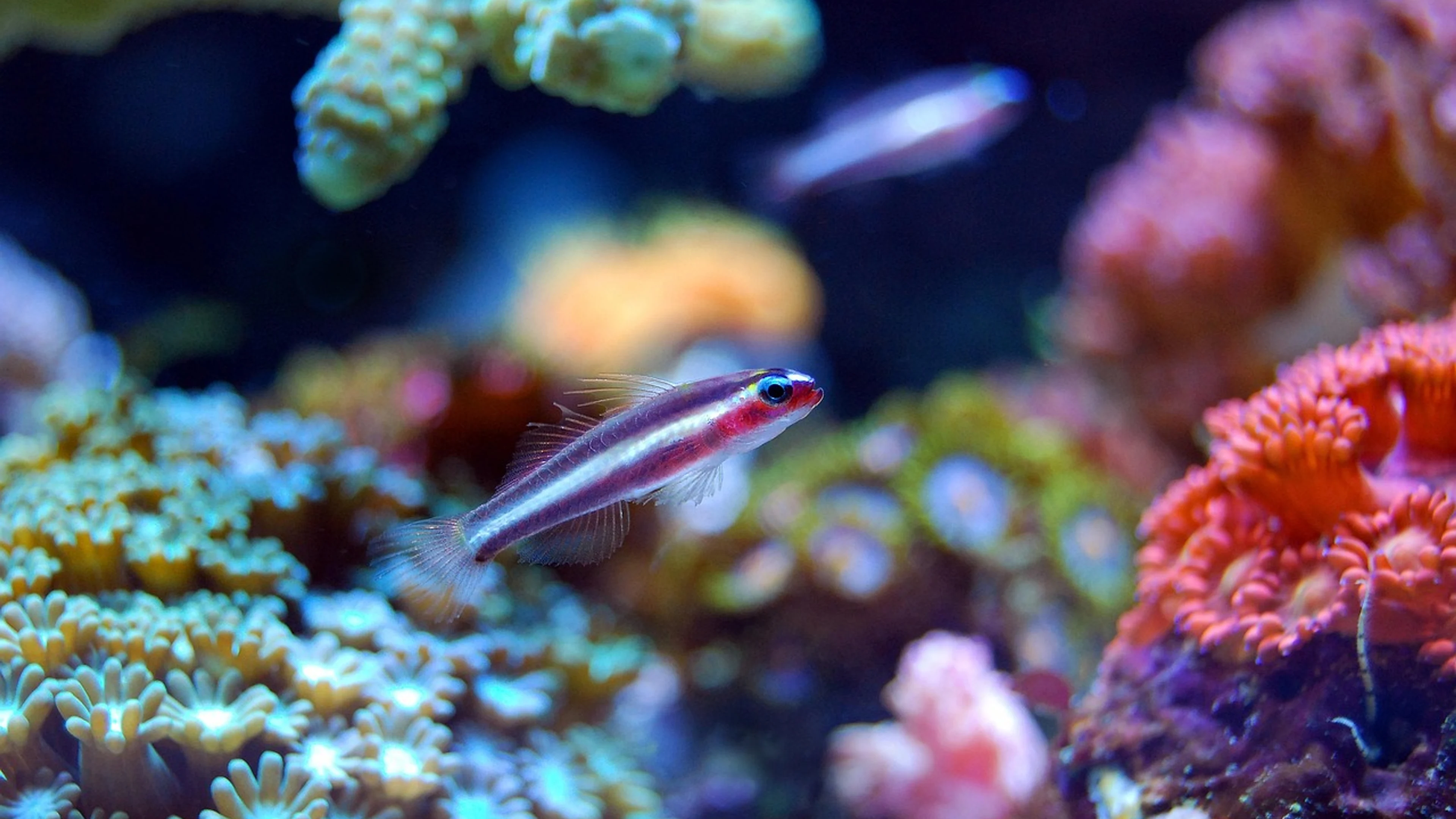 Fish coral reef - free 4K Ultra HD ocean wallpaper for desktop